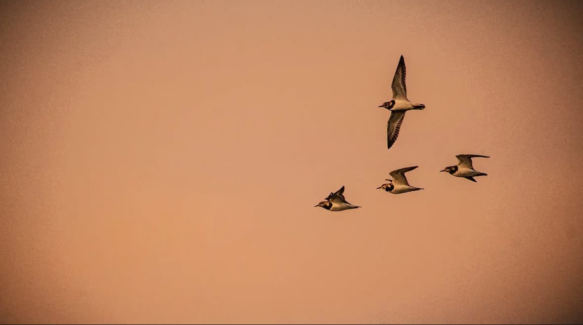 Wildlife photography