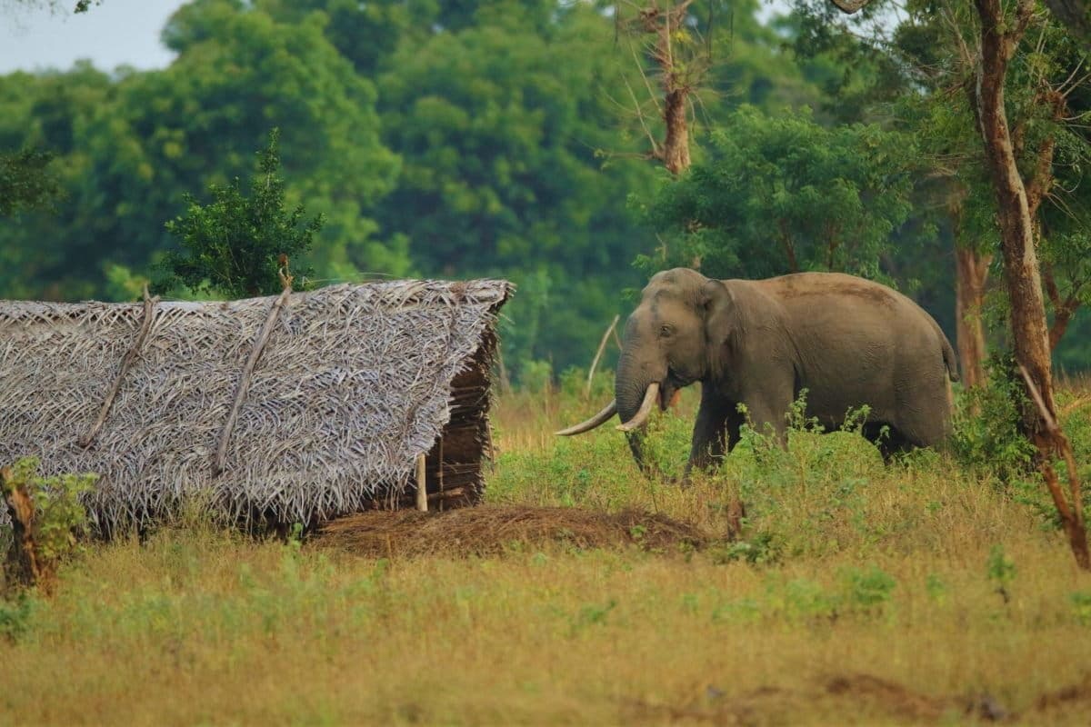 Understanding Sri Lanka’s Human–Elephant Conflict