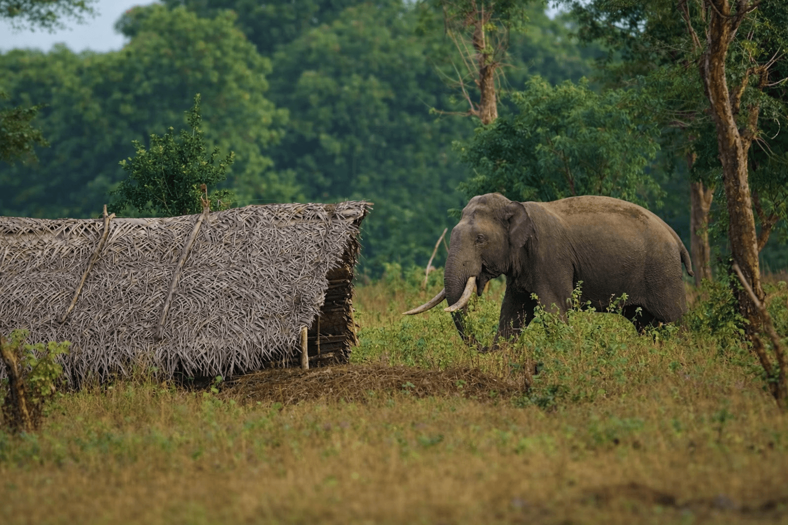 Understanding Sri Lanka’s Human–Elephant Conflict