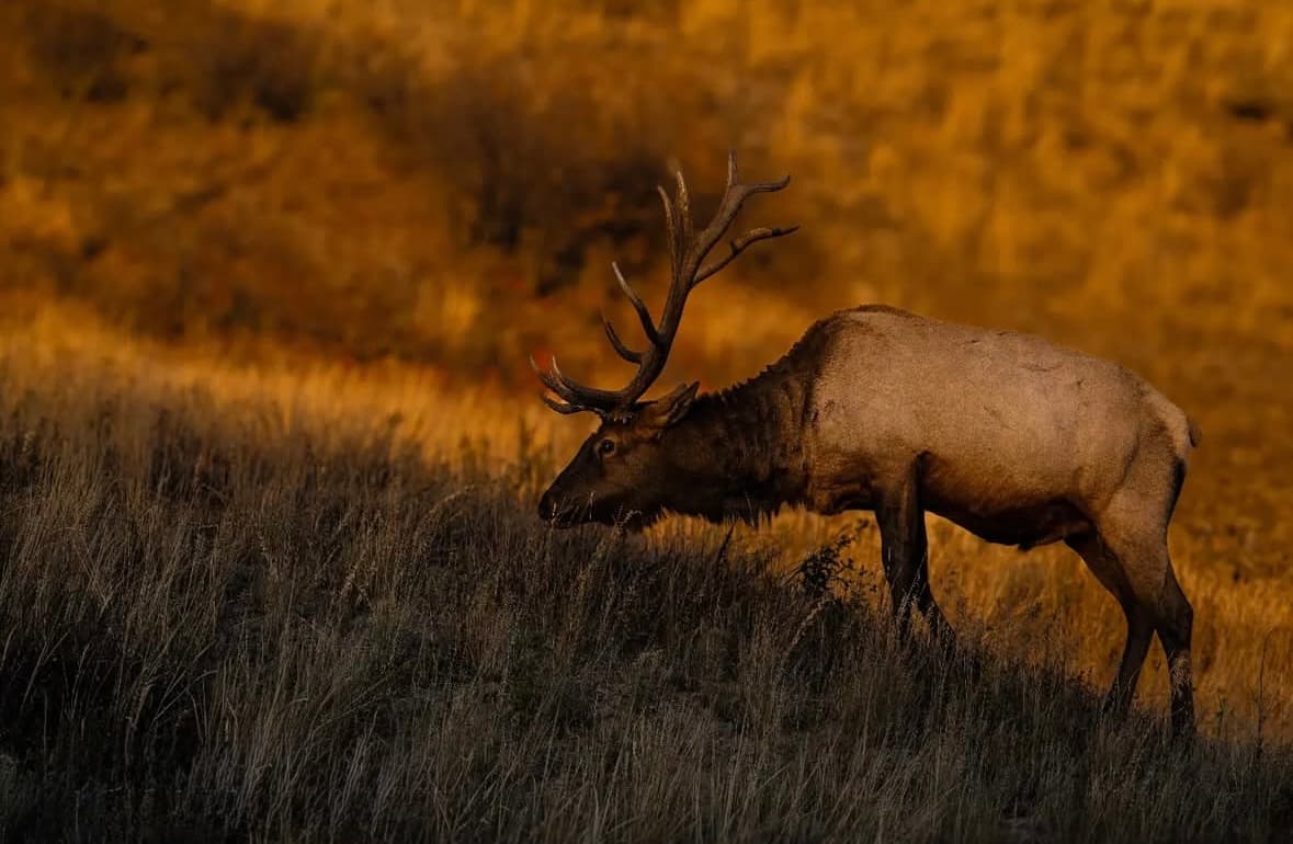 Wildlife photography tours