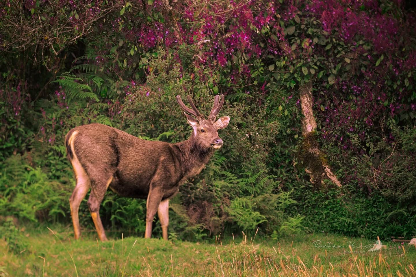 Horton Plains