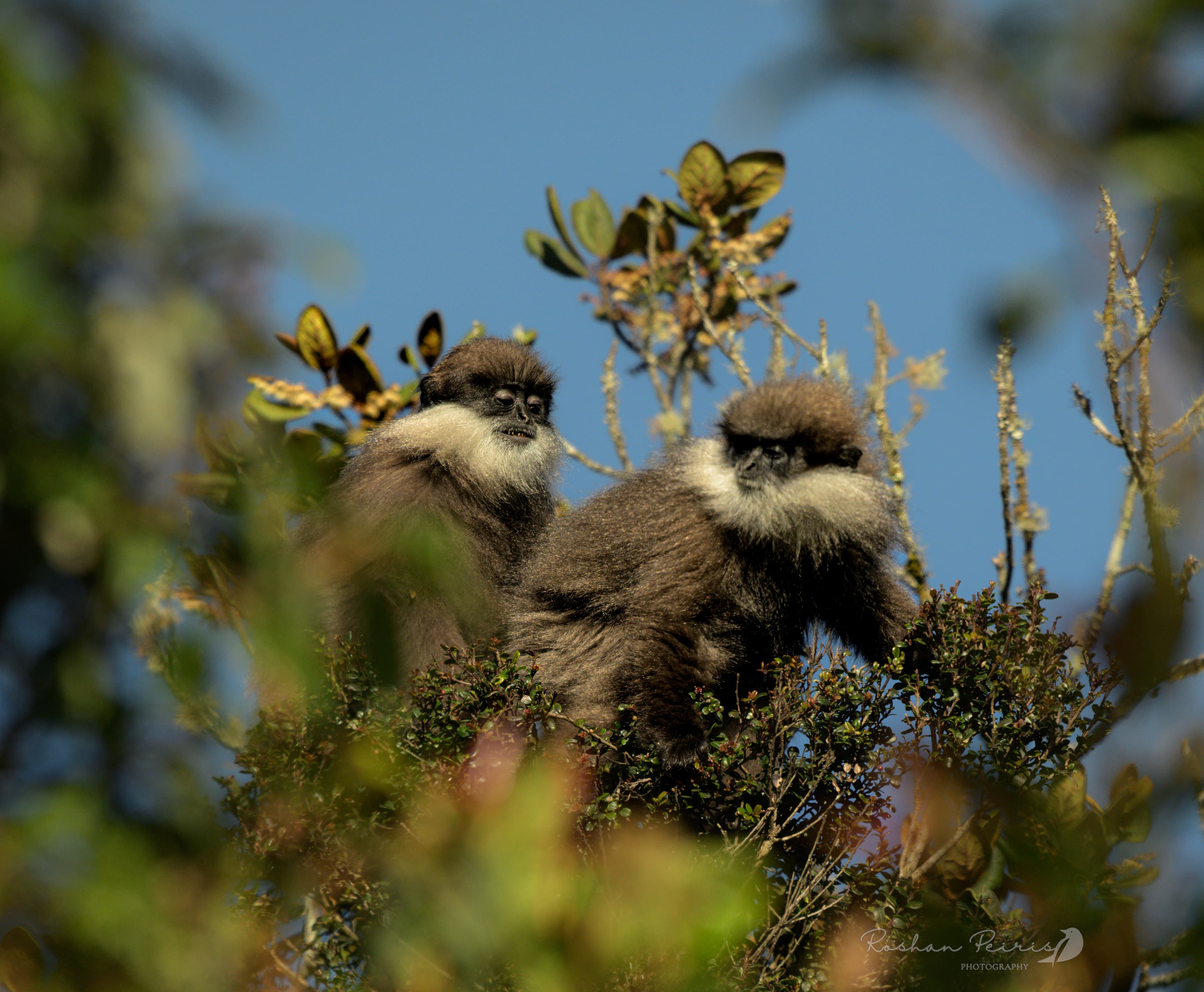 HORTON PLAINS NATIONAL PARK - 3