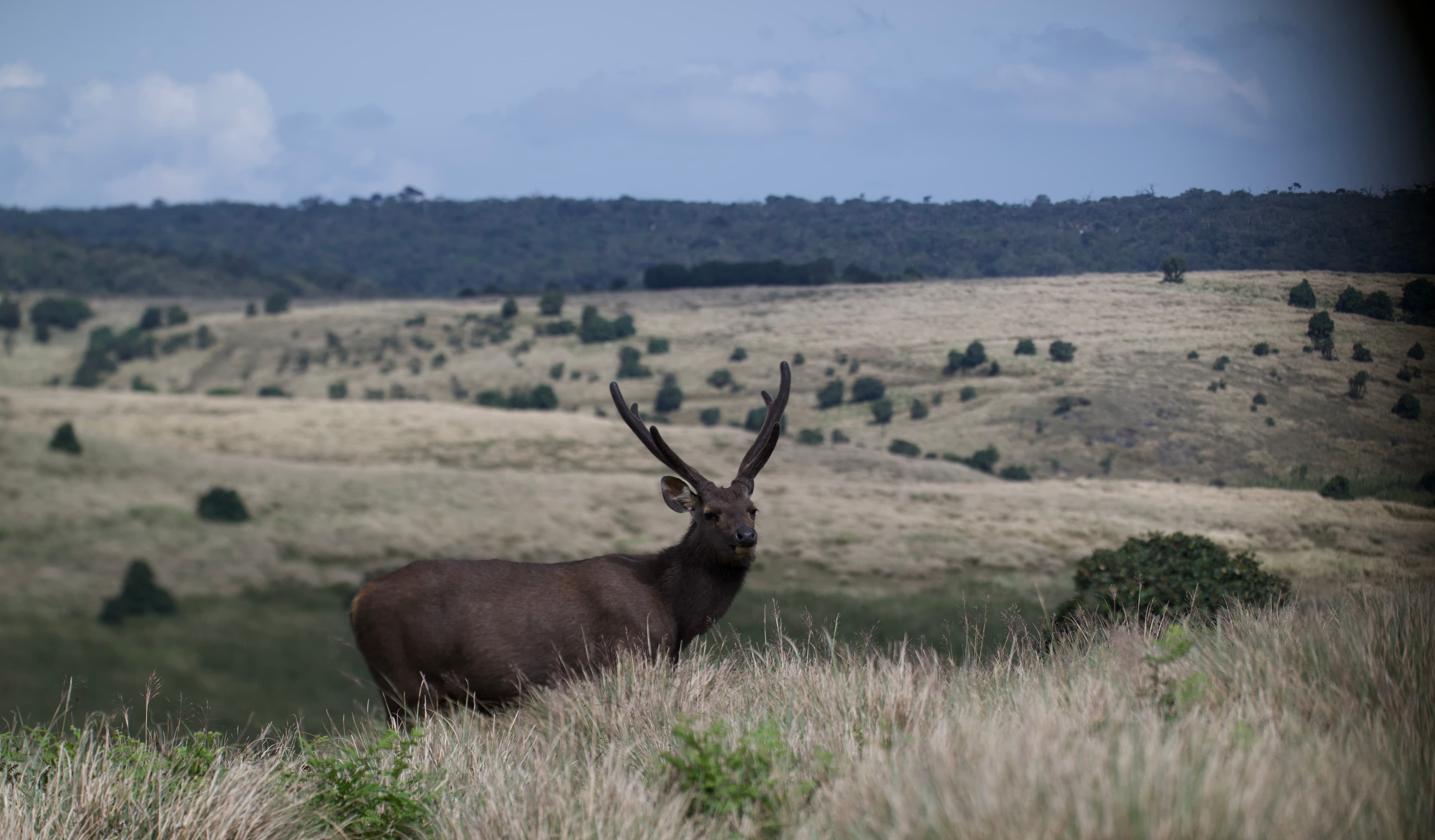 HORTON PLAINS NATIONAL PARK - 4