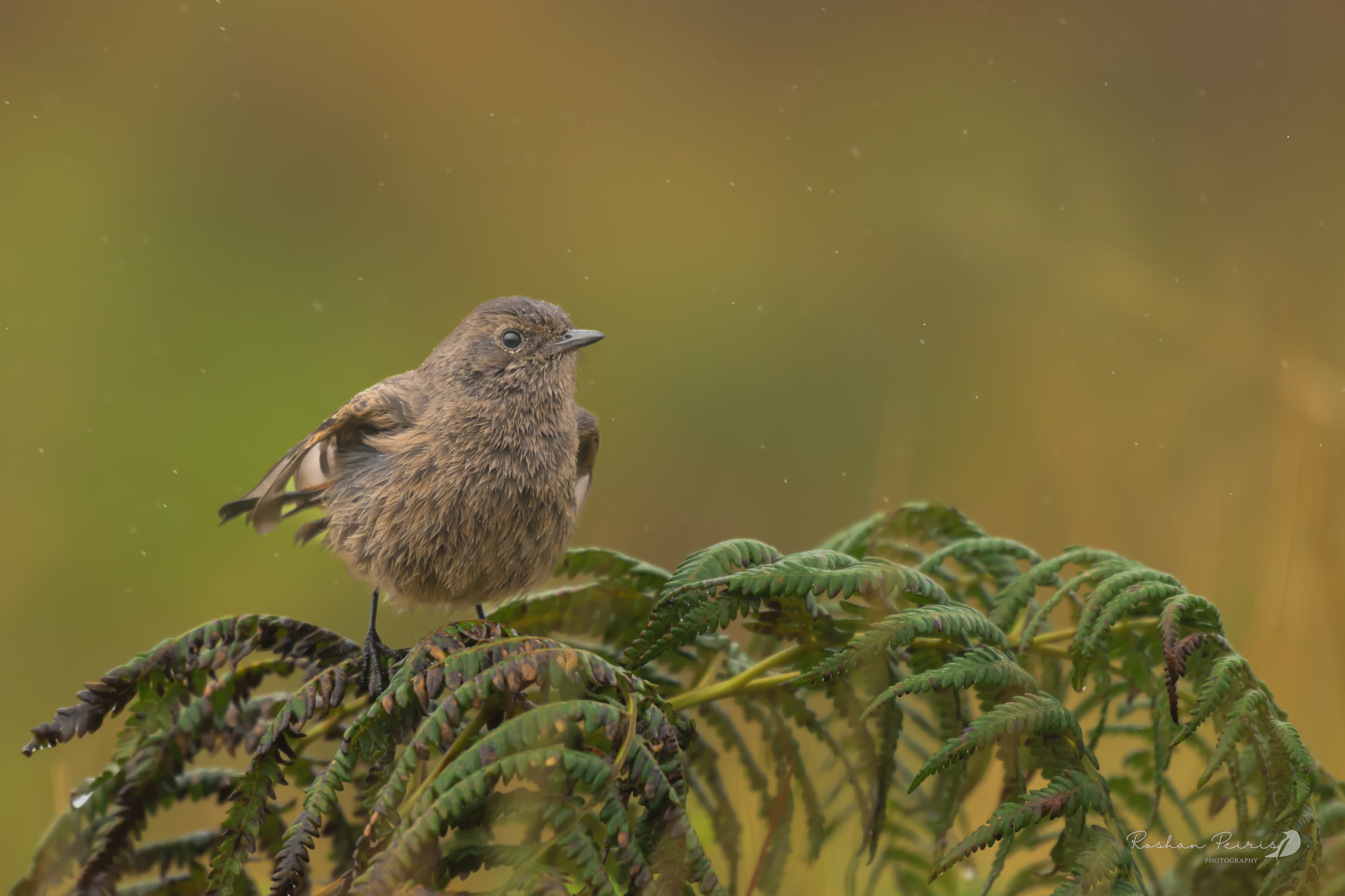 PART 3: High Altitude & Departure (Day 11–15)