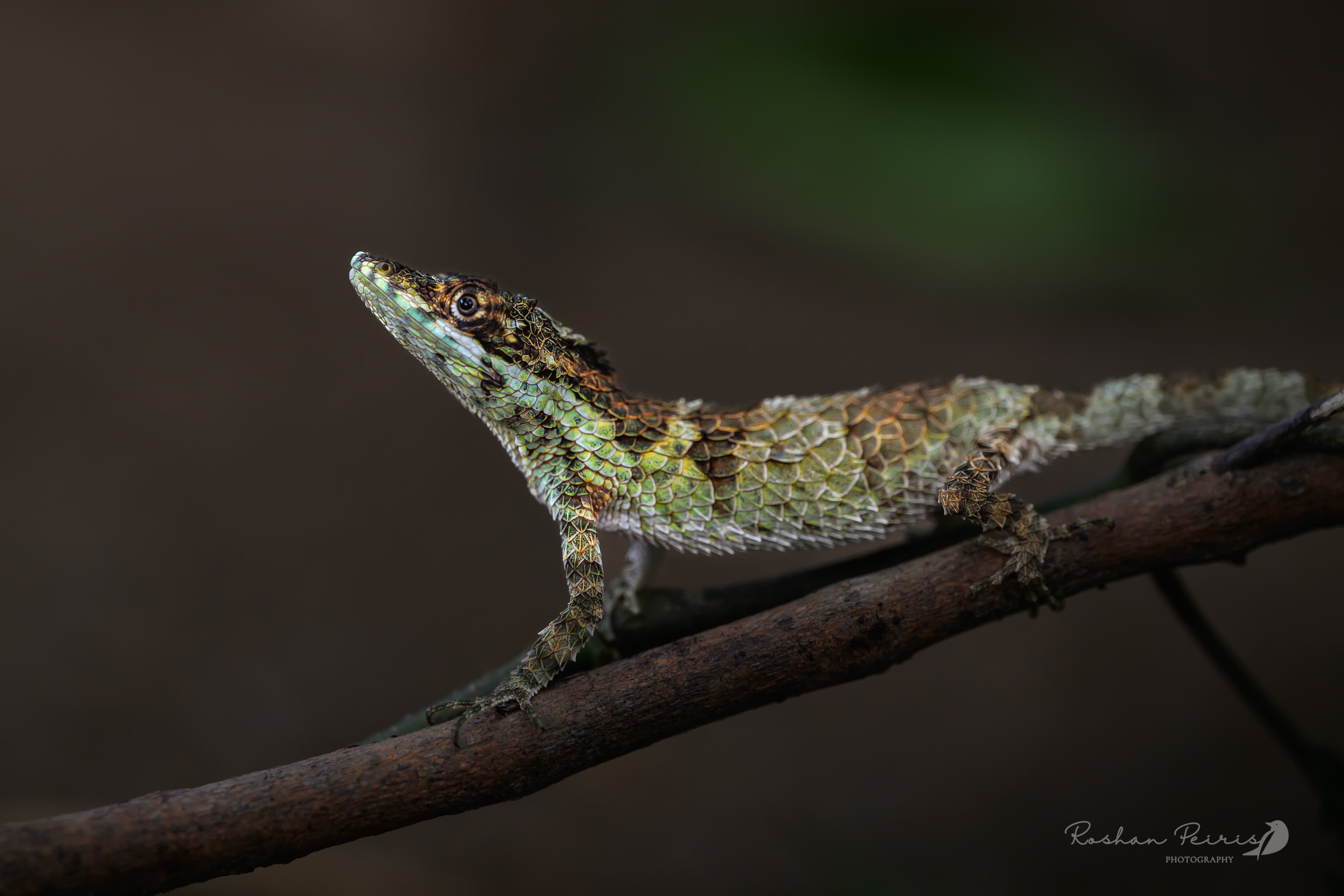 HORTON PLAINS NATIONAL PARK - 6