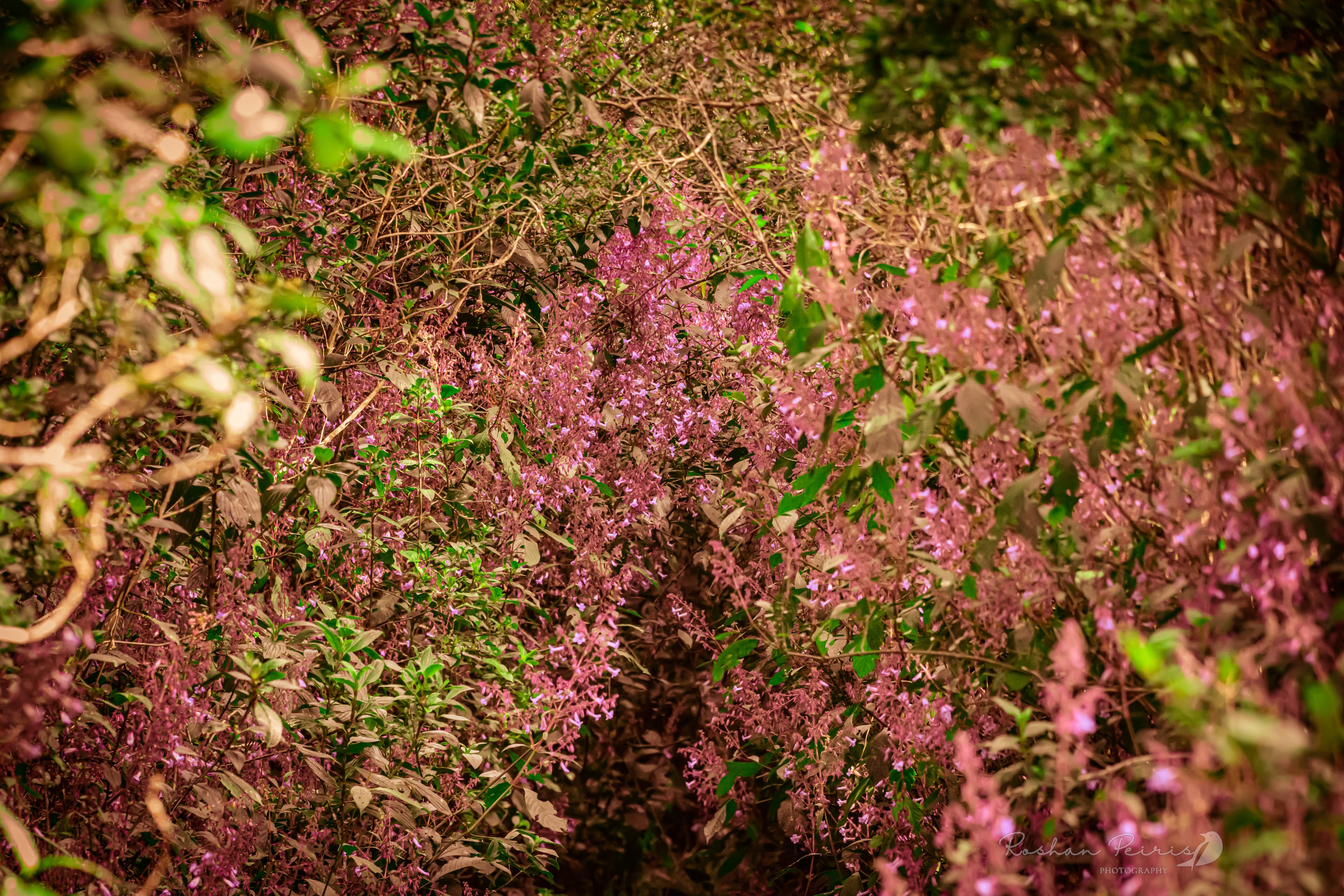 HORTON PLAINS NATIONAL PARK