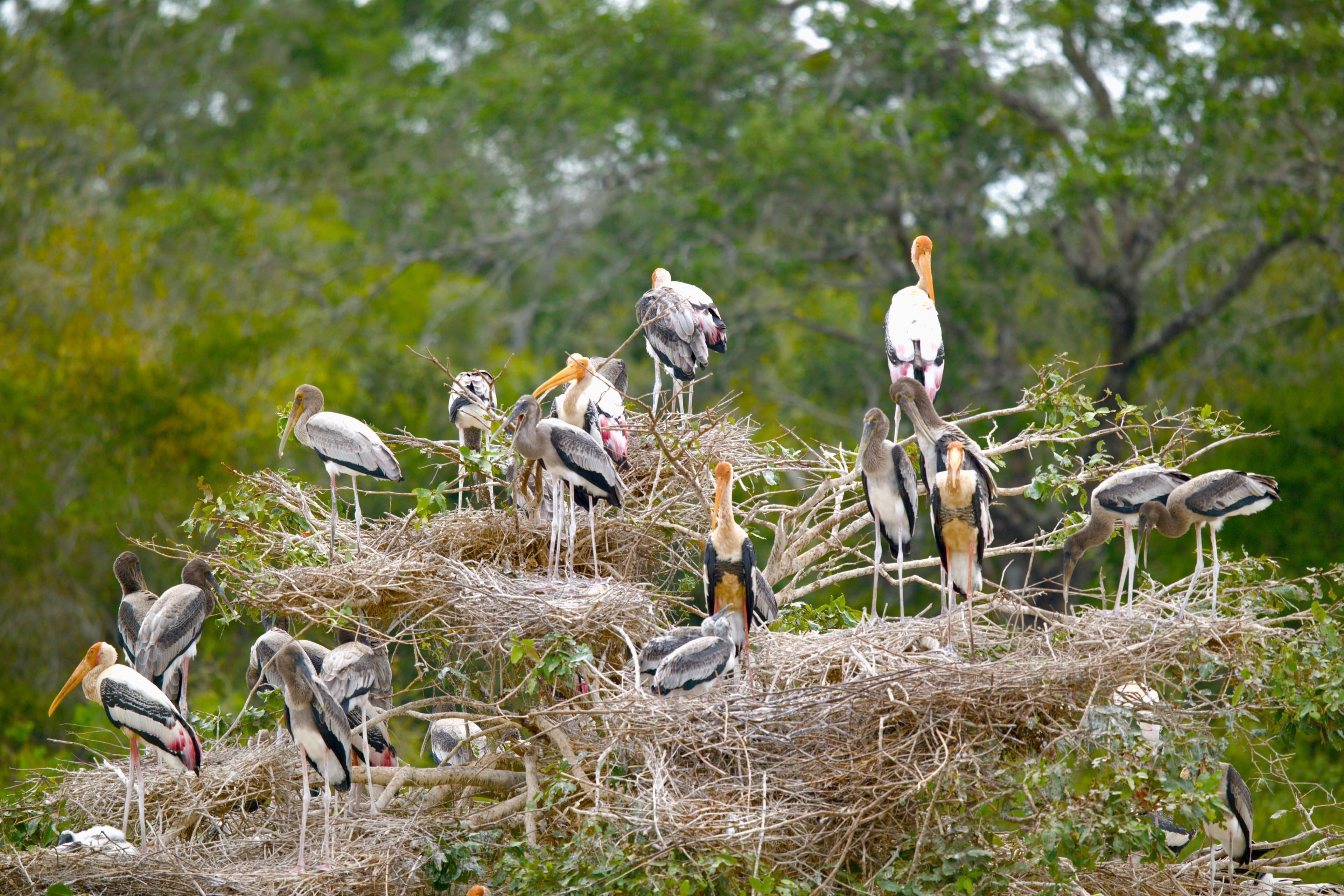 Kumana National Park