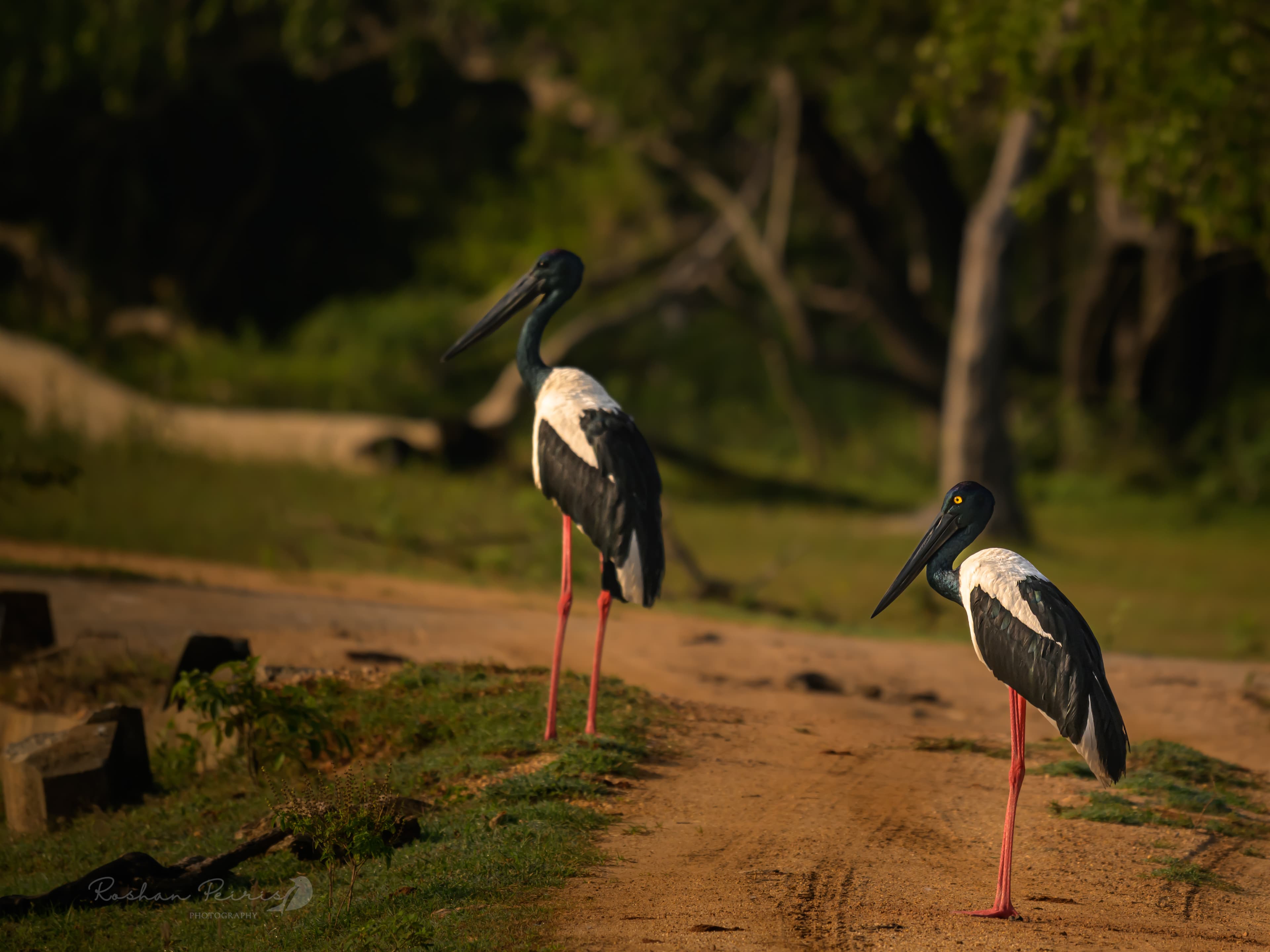 KUMANA NATIONAL PARK - 2