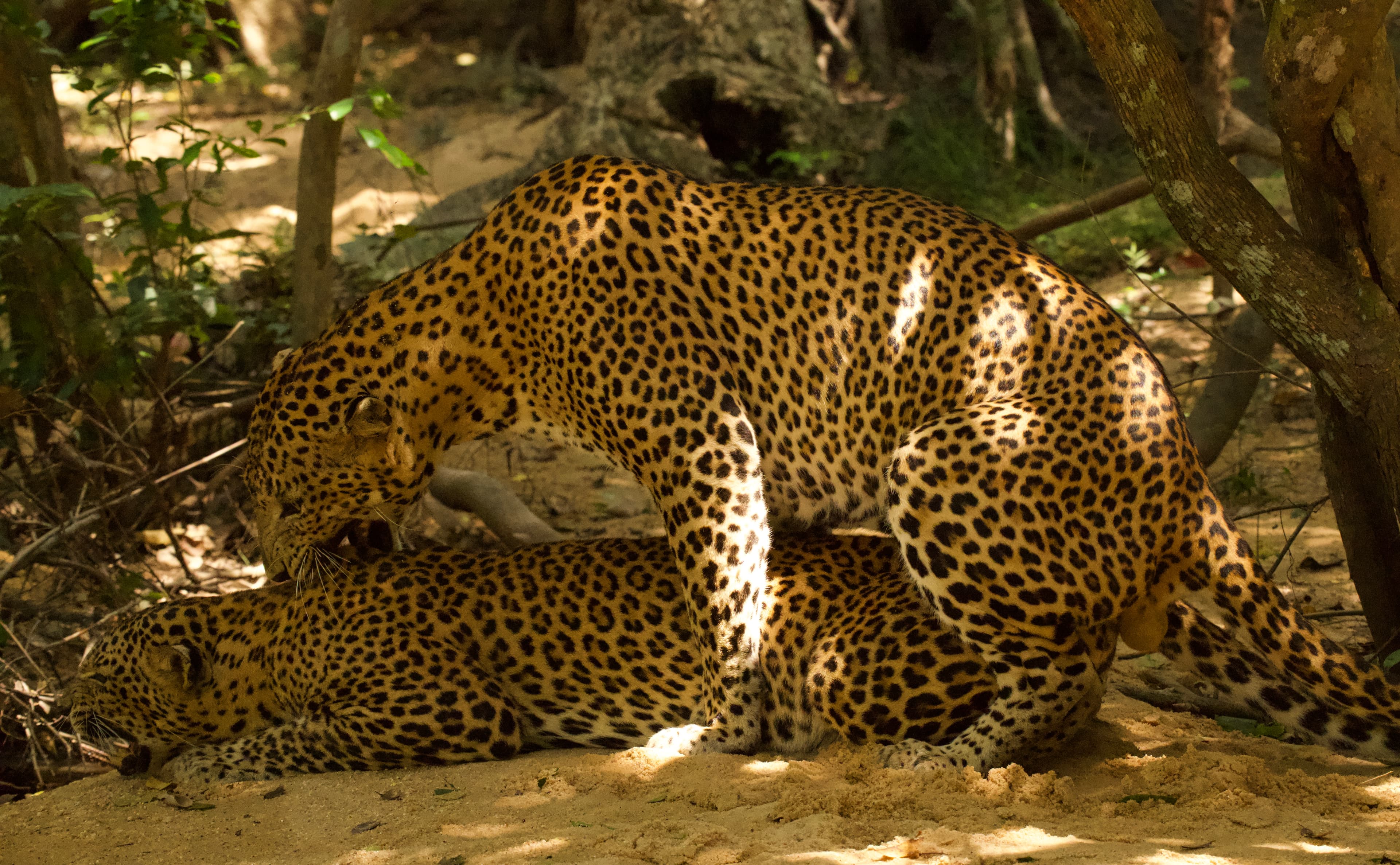 KUMANA NATIONAL PARK - 5