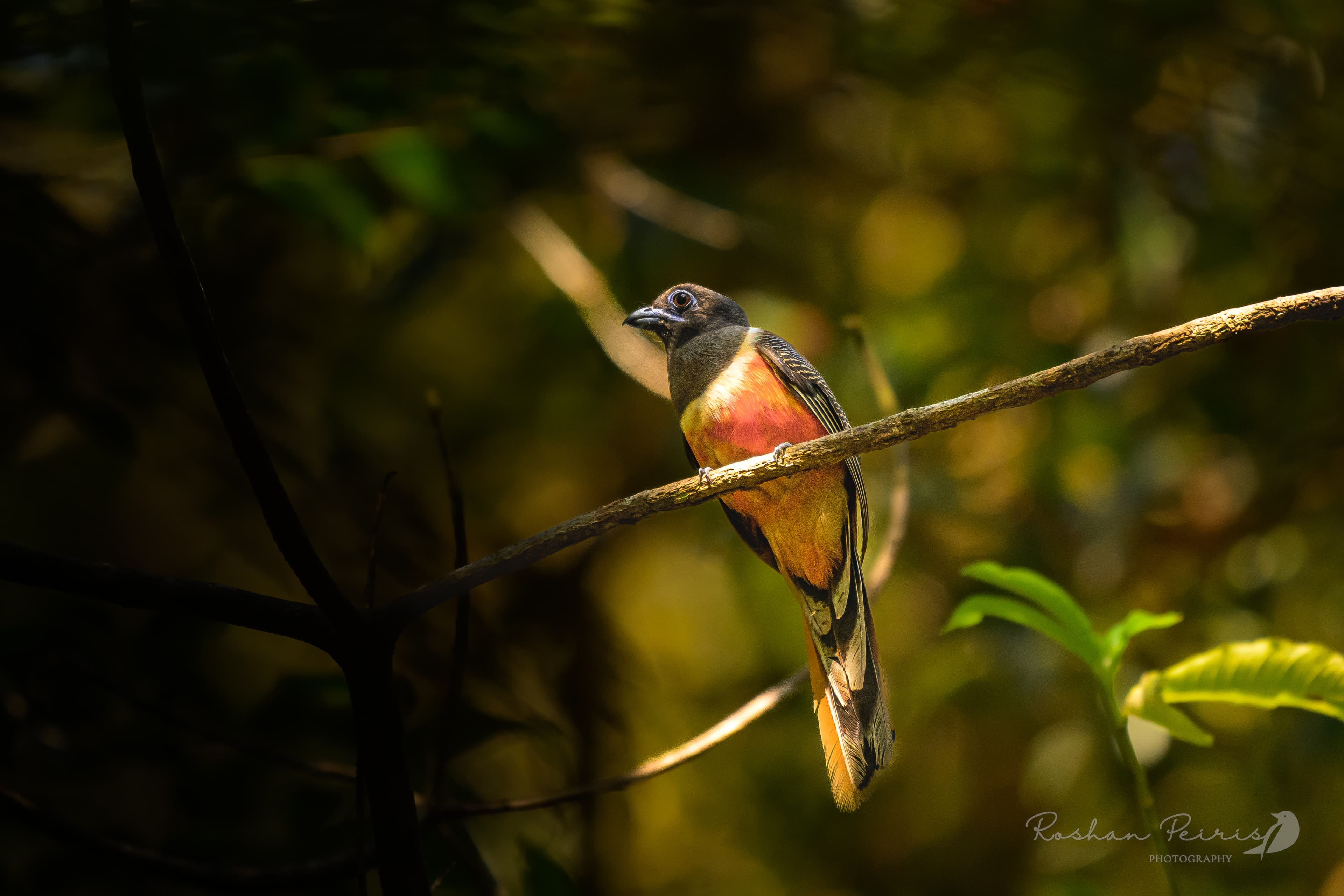 PART 1: The Western Gate & Rainforest Immersion (Day 1 - 4)