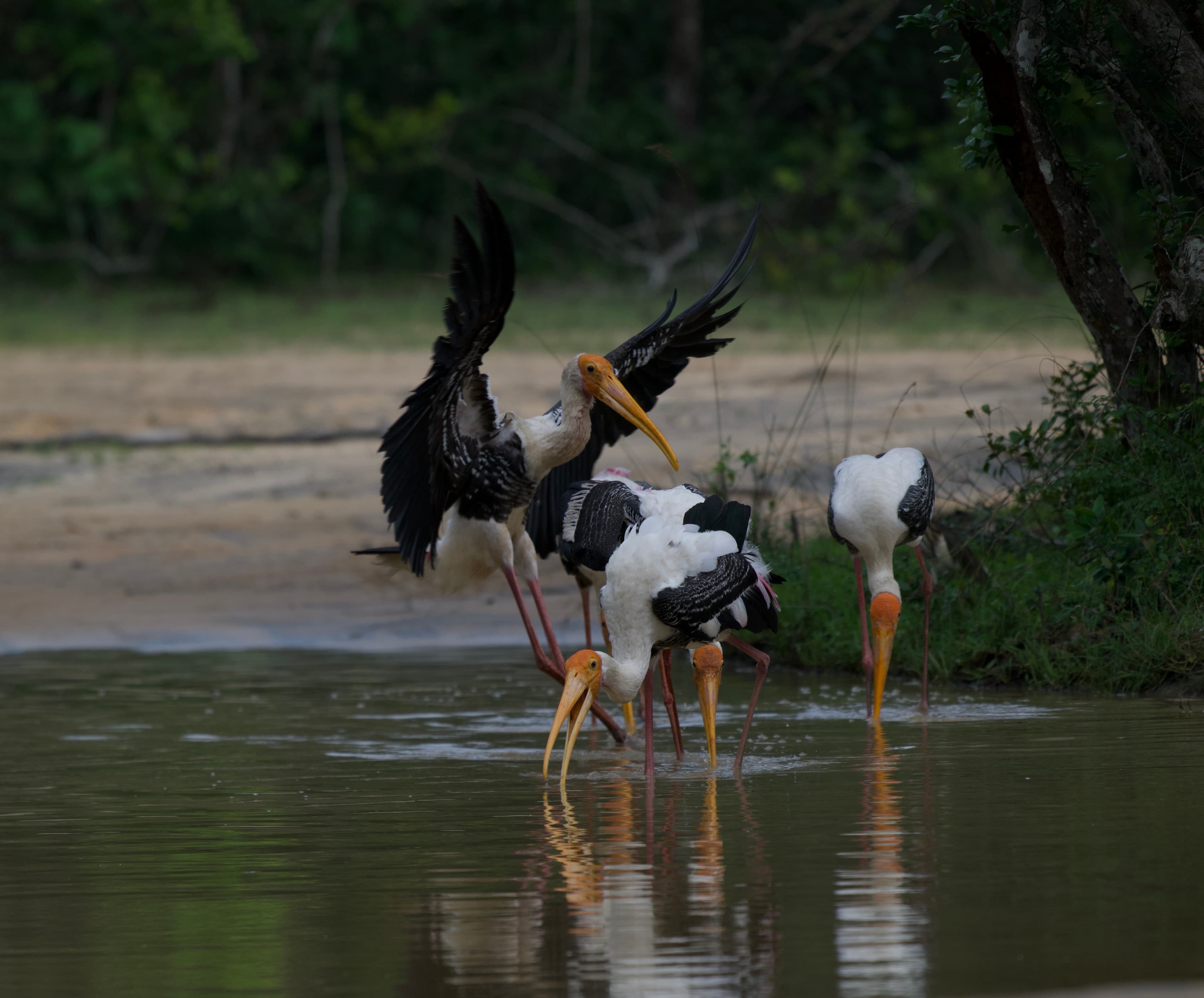 PART 2: Wetlands, Coast & Dry Zone (Day 5–10)