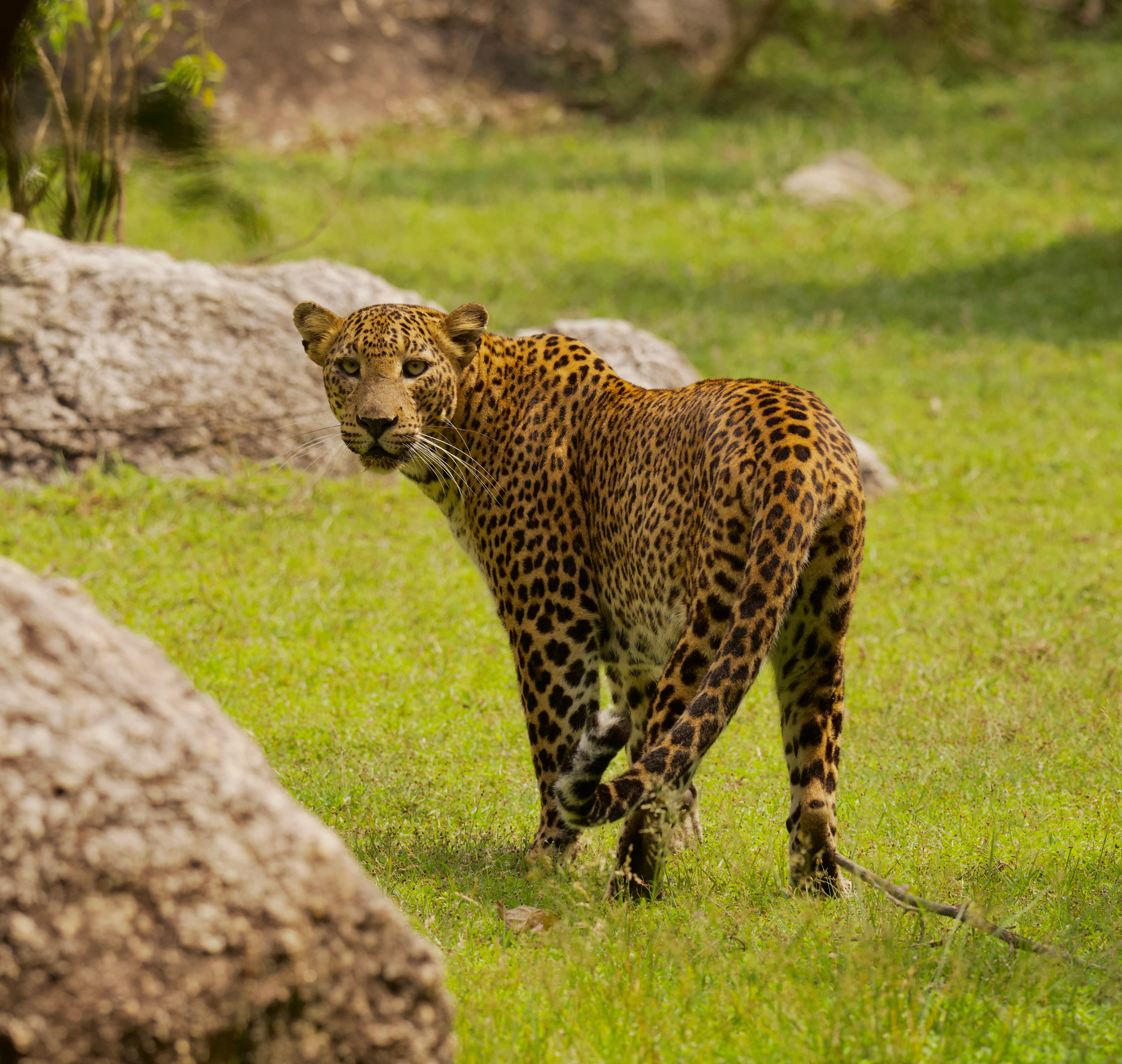 PART 1: The Northern Wilds – Wilpattu & Nuwara Eliya (Day 1–7)