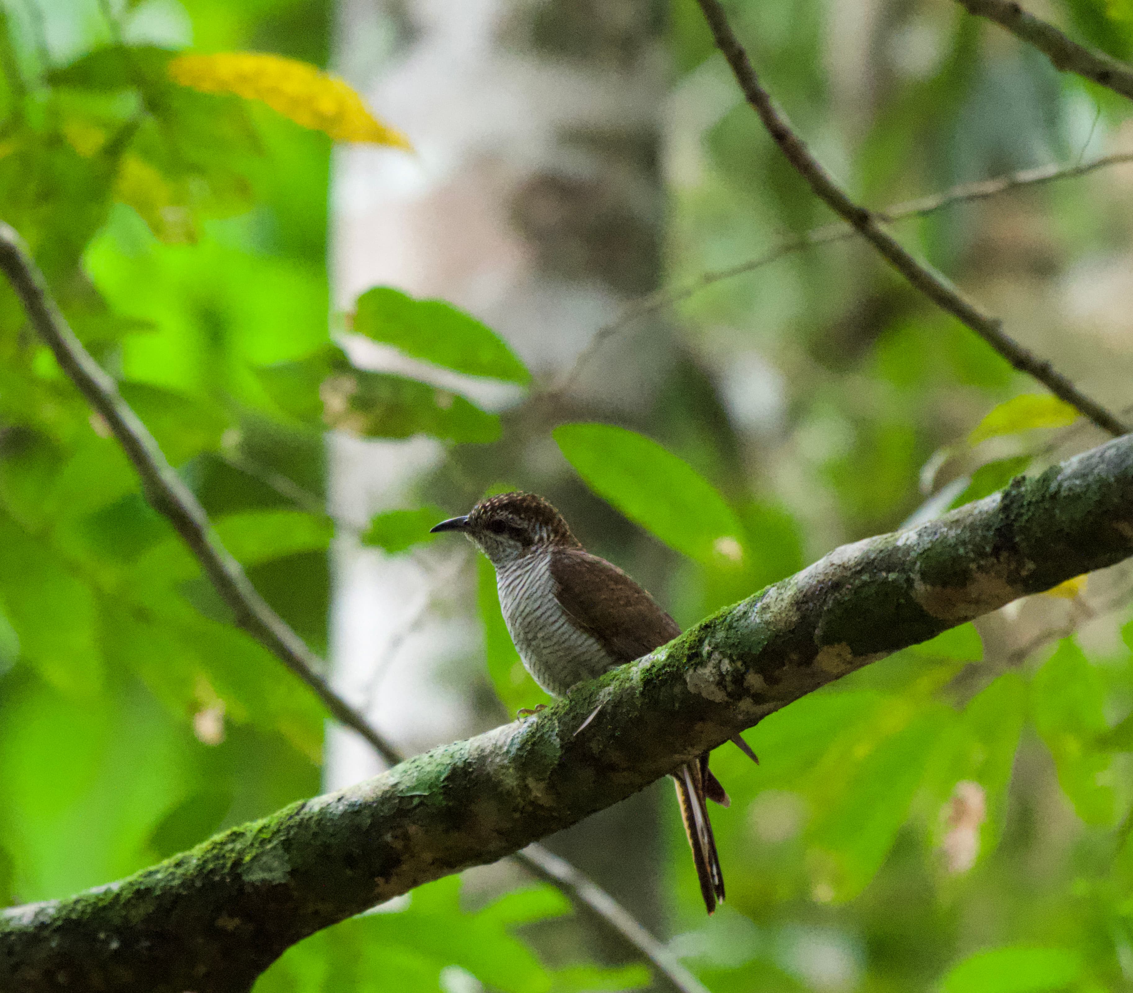NILGALA FOREST RESERVE - 2