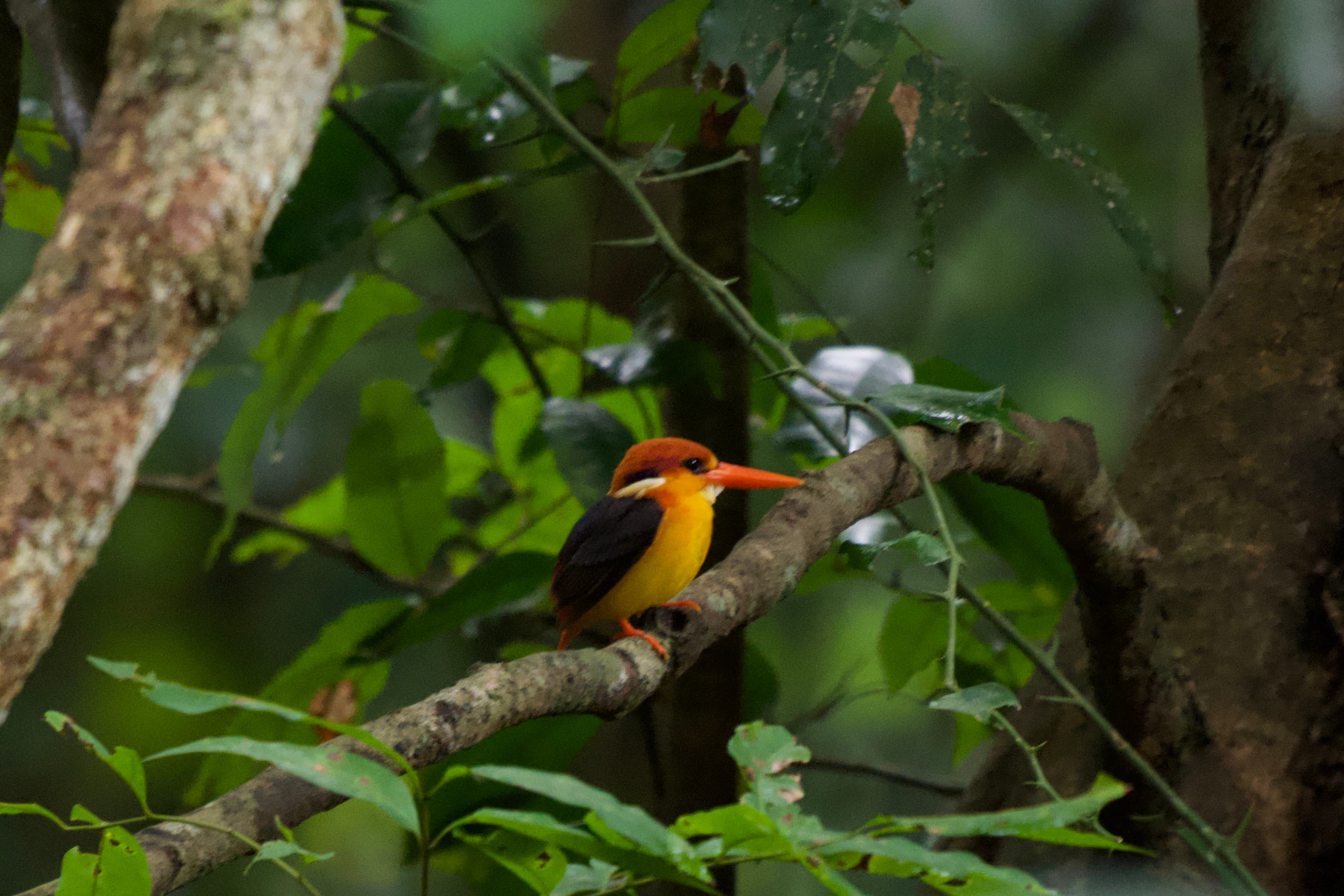 NILGALA FOREST RESERVE - 3