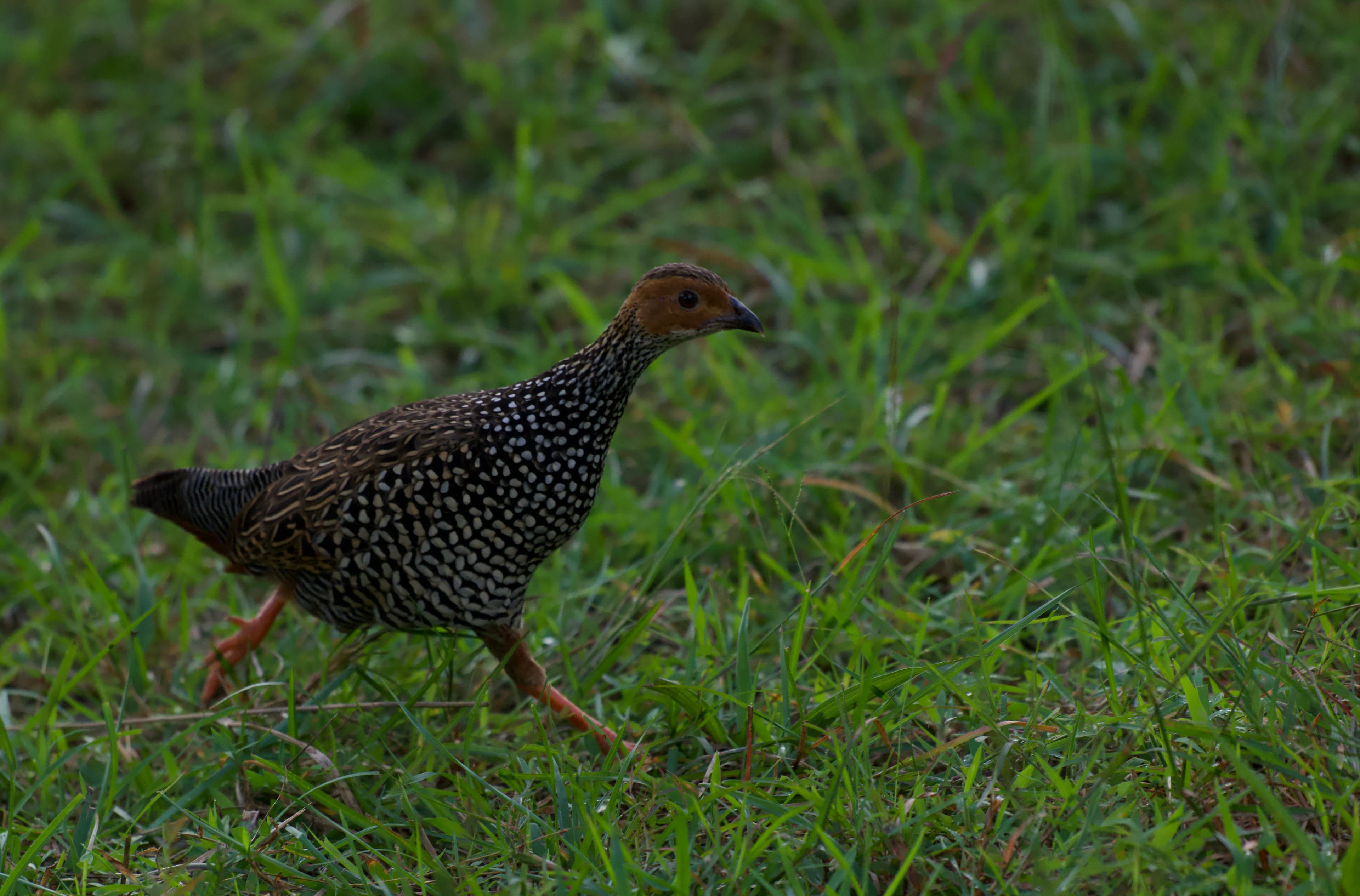 NILGALA FOREST RESERVE - 5