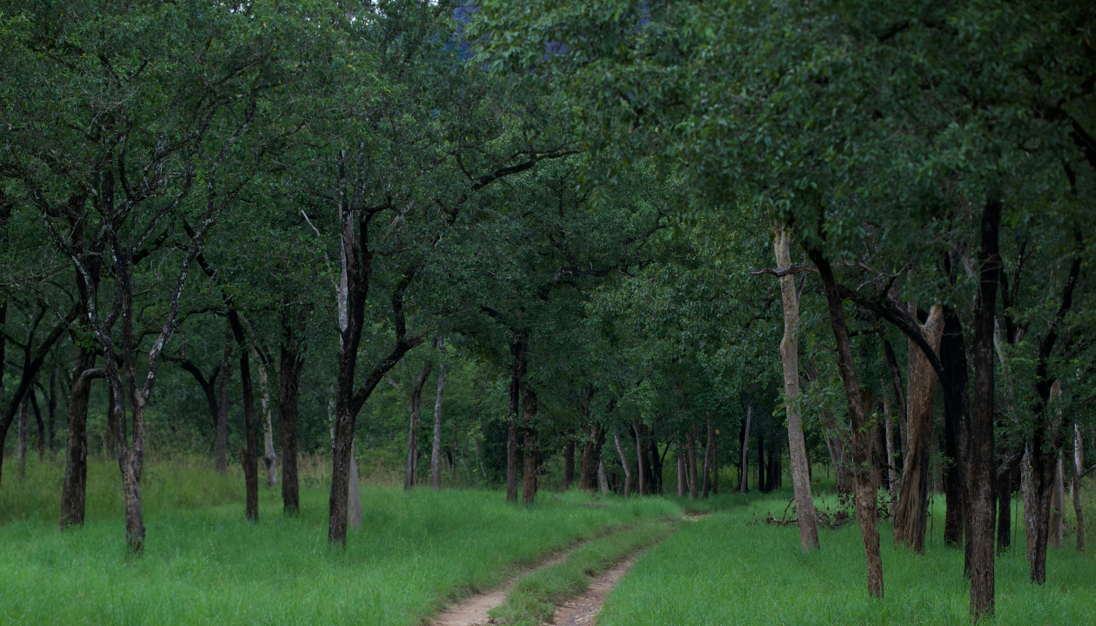 NILGALA FOREST RESERVE