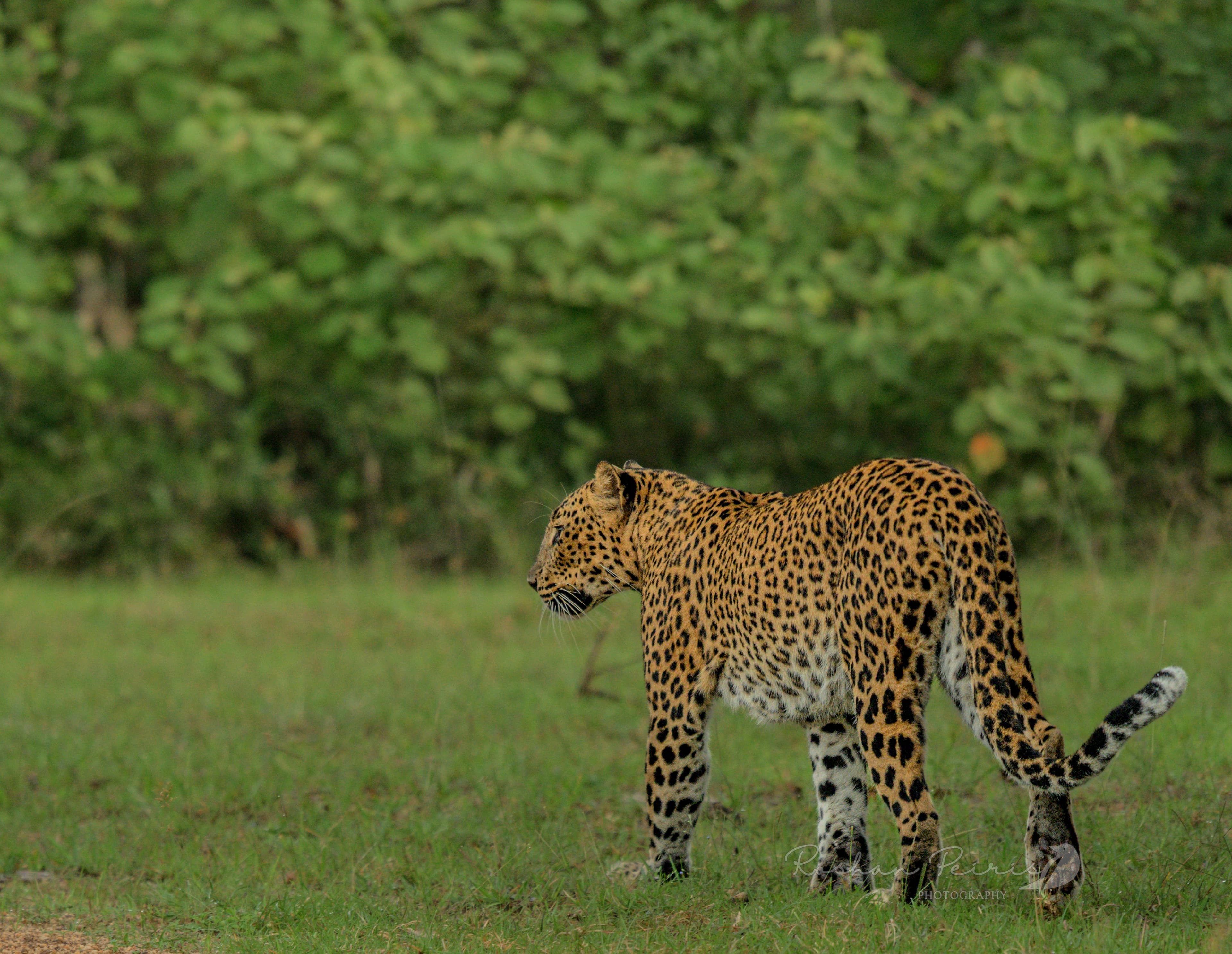 PART 1: The Dry Zone & Predator Plains (Day 1-5)