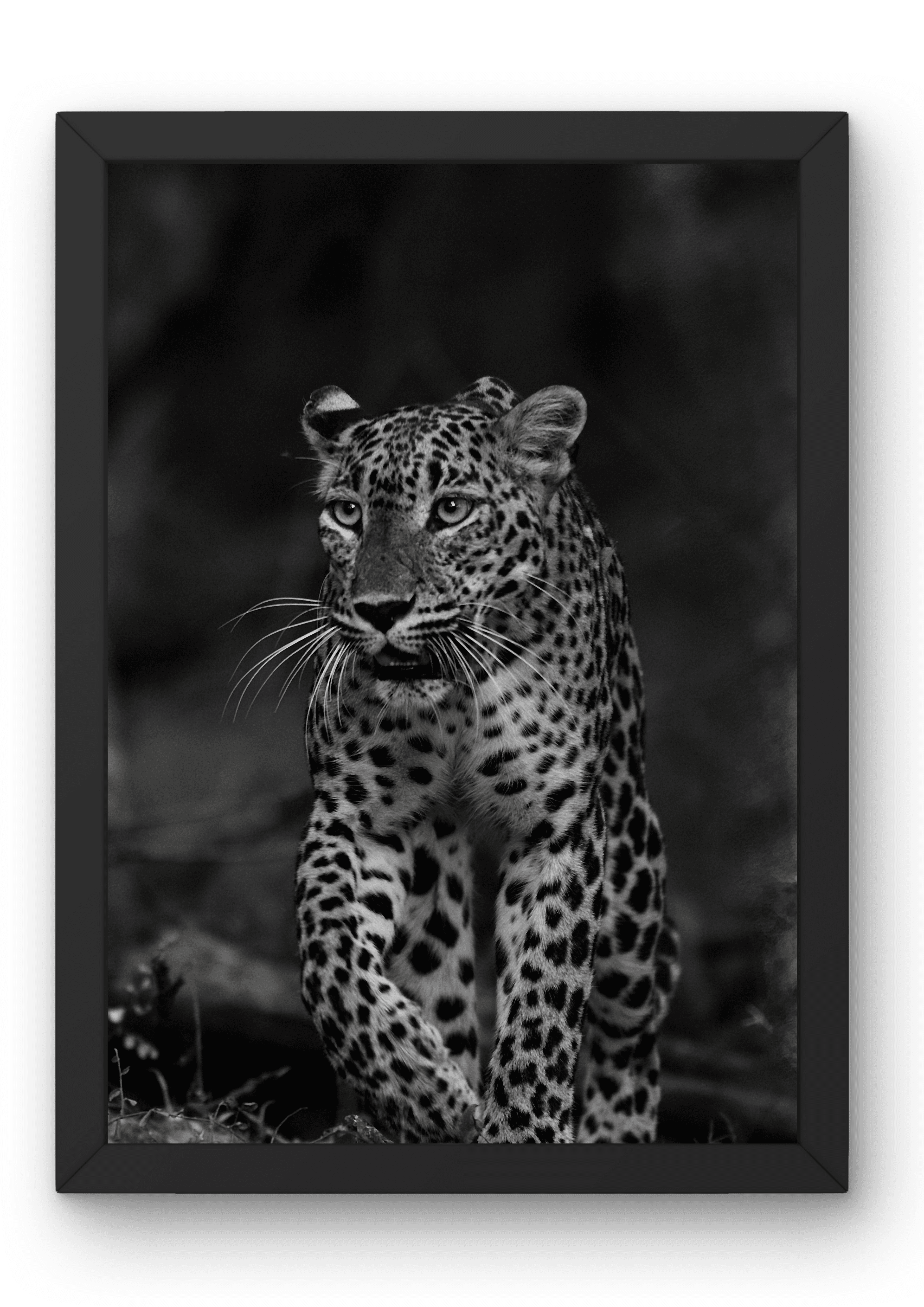 Silent Walk of Wilpattu