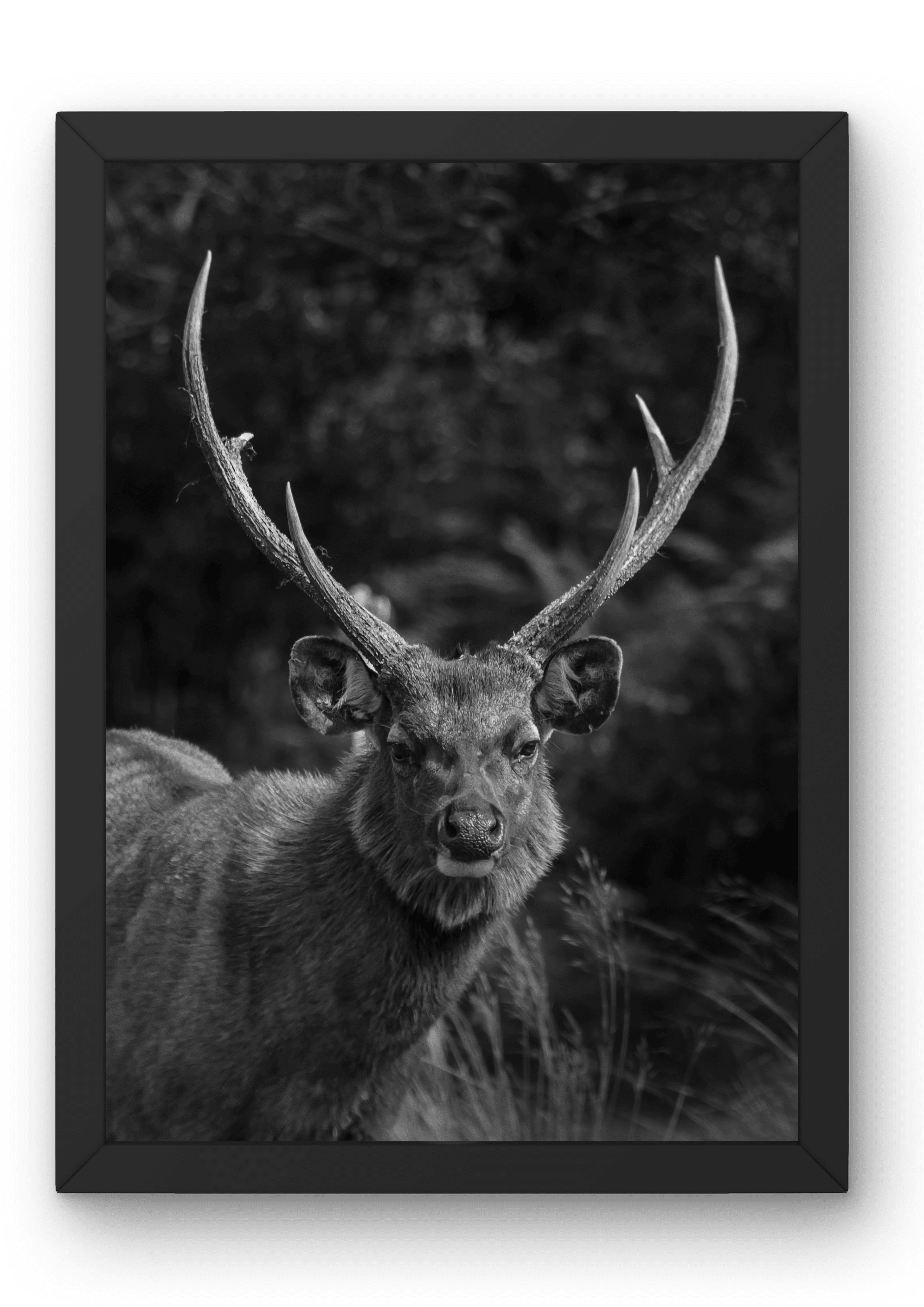 Stillness of the Sambar