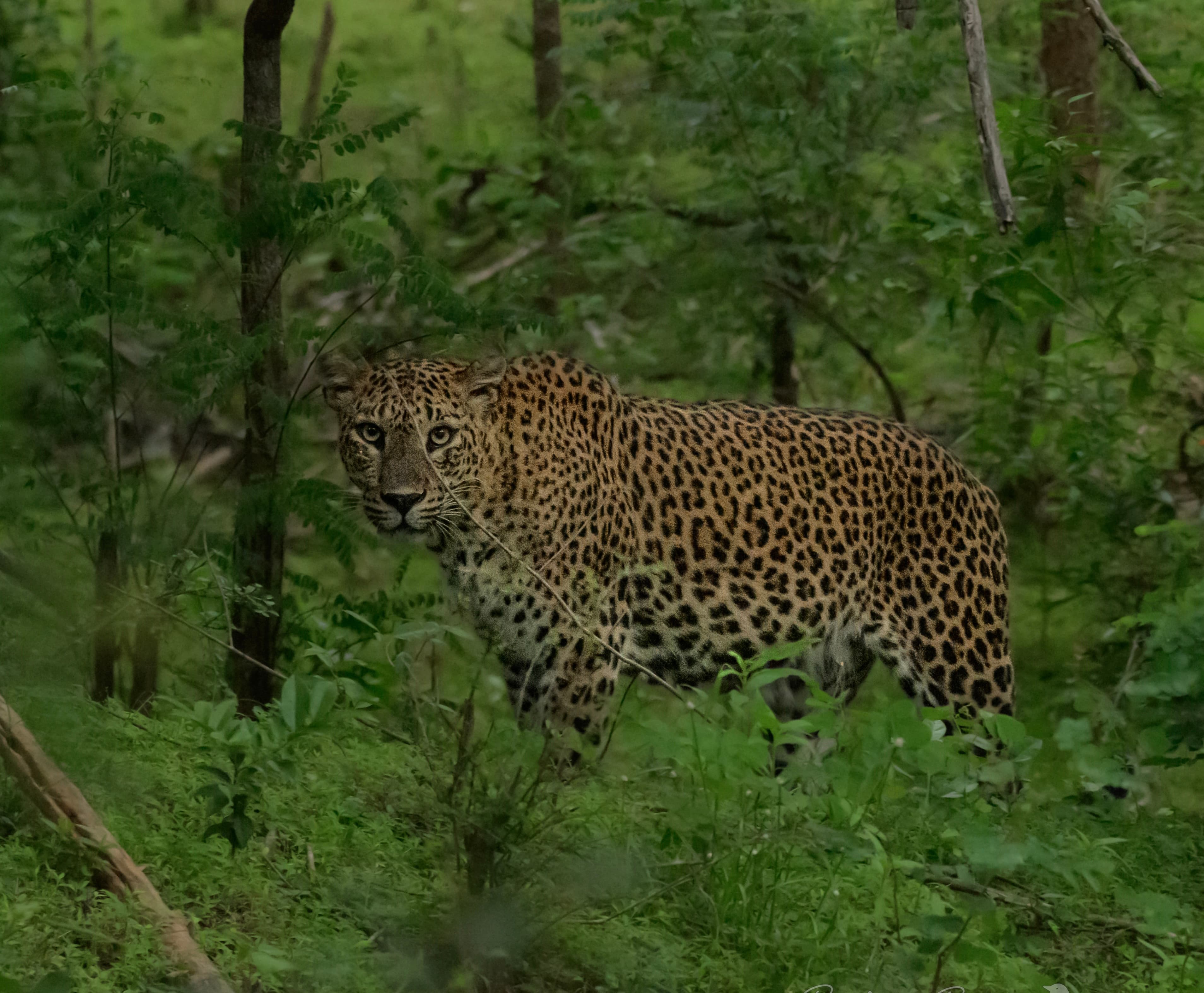 PART 3: The Southern Corridor – Yala & Departure (Day 12–15)