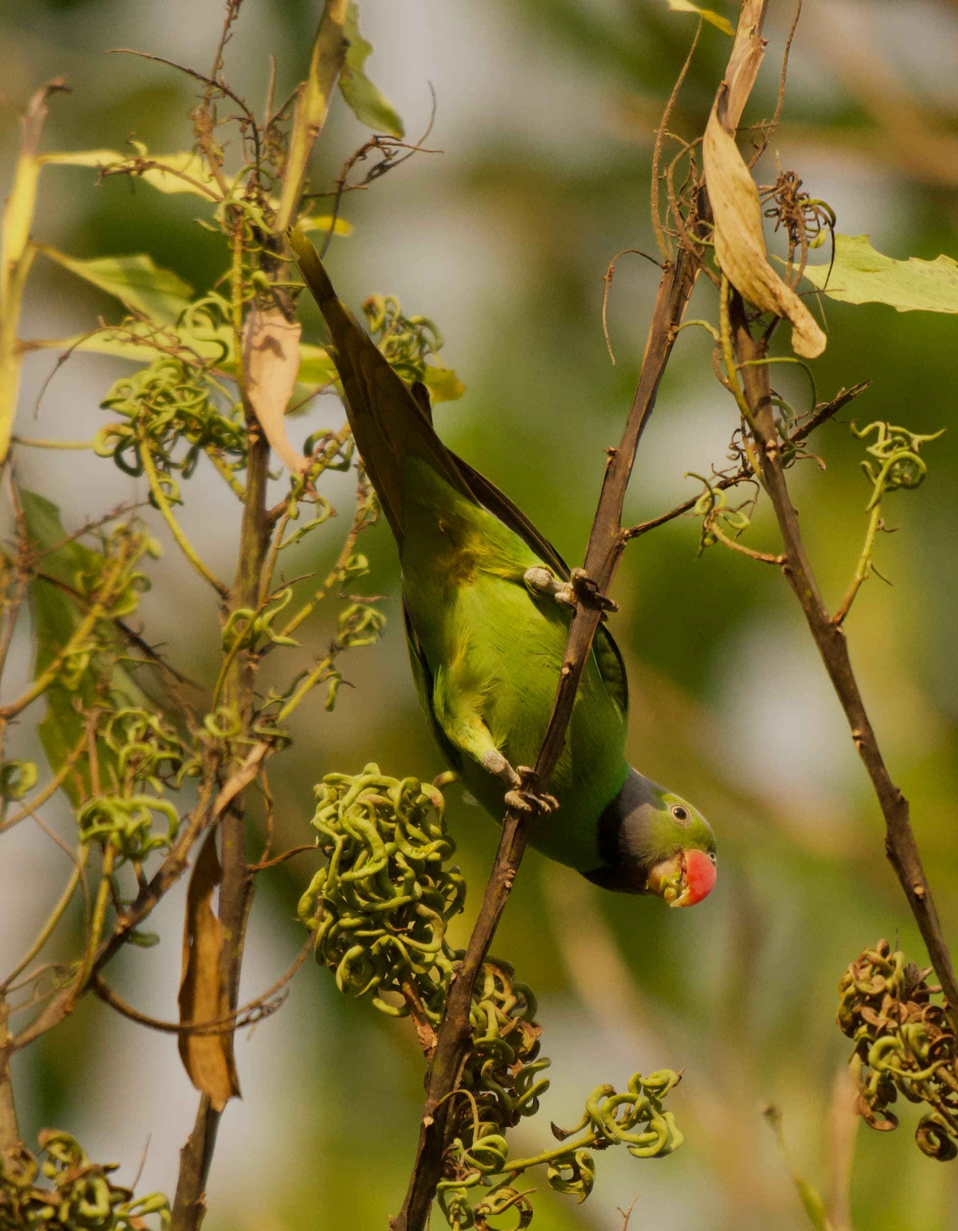 SINHARAJA RAIN FOREST RESERVE - 2