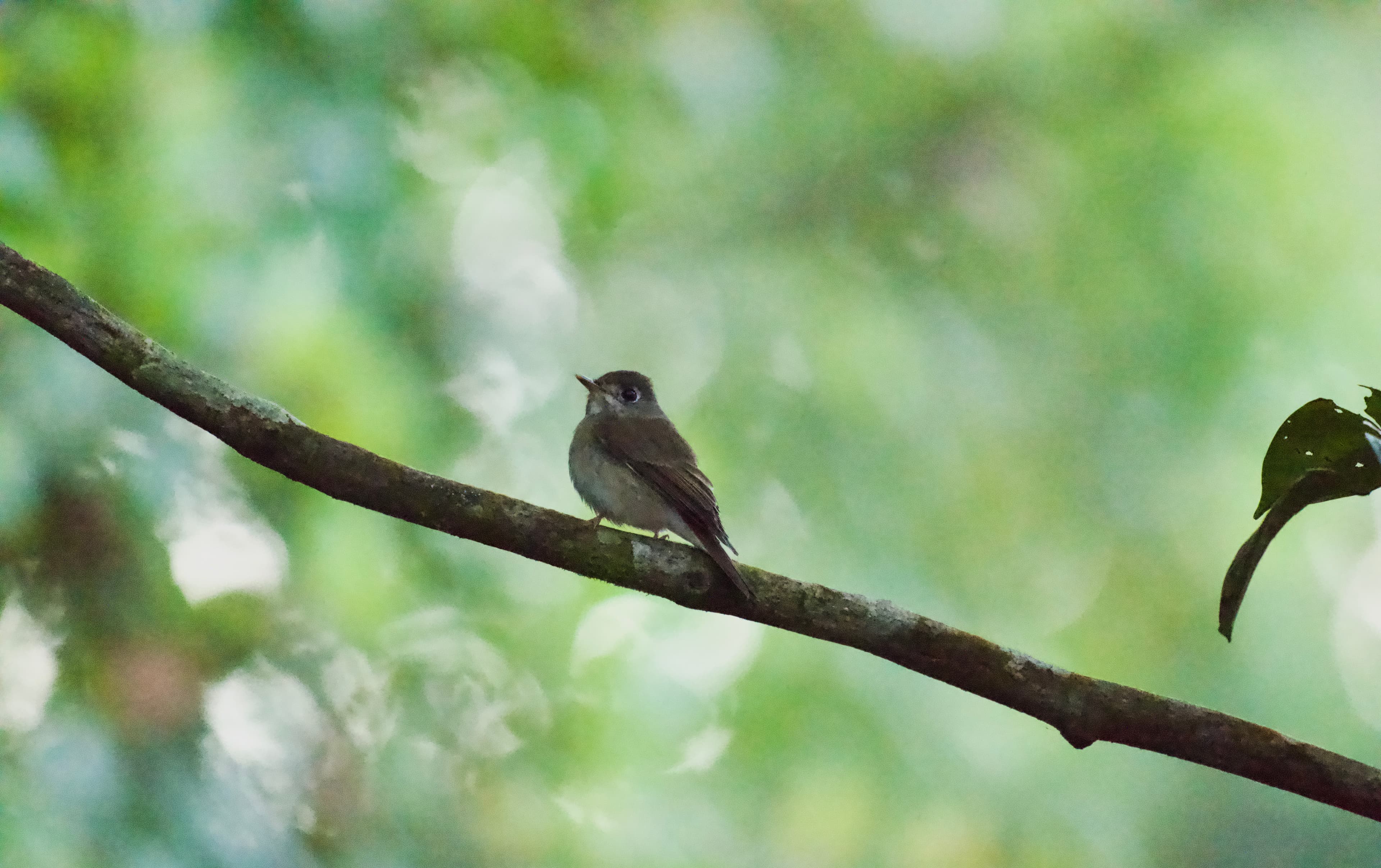SINHARAJA RAIN FOREST RESERVE - 3