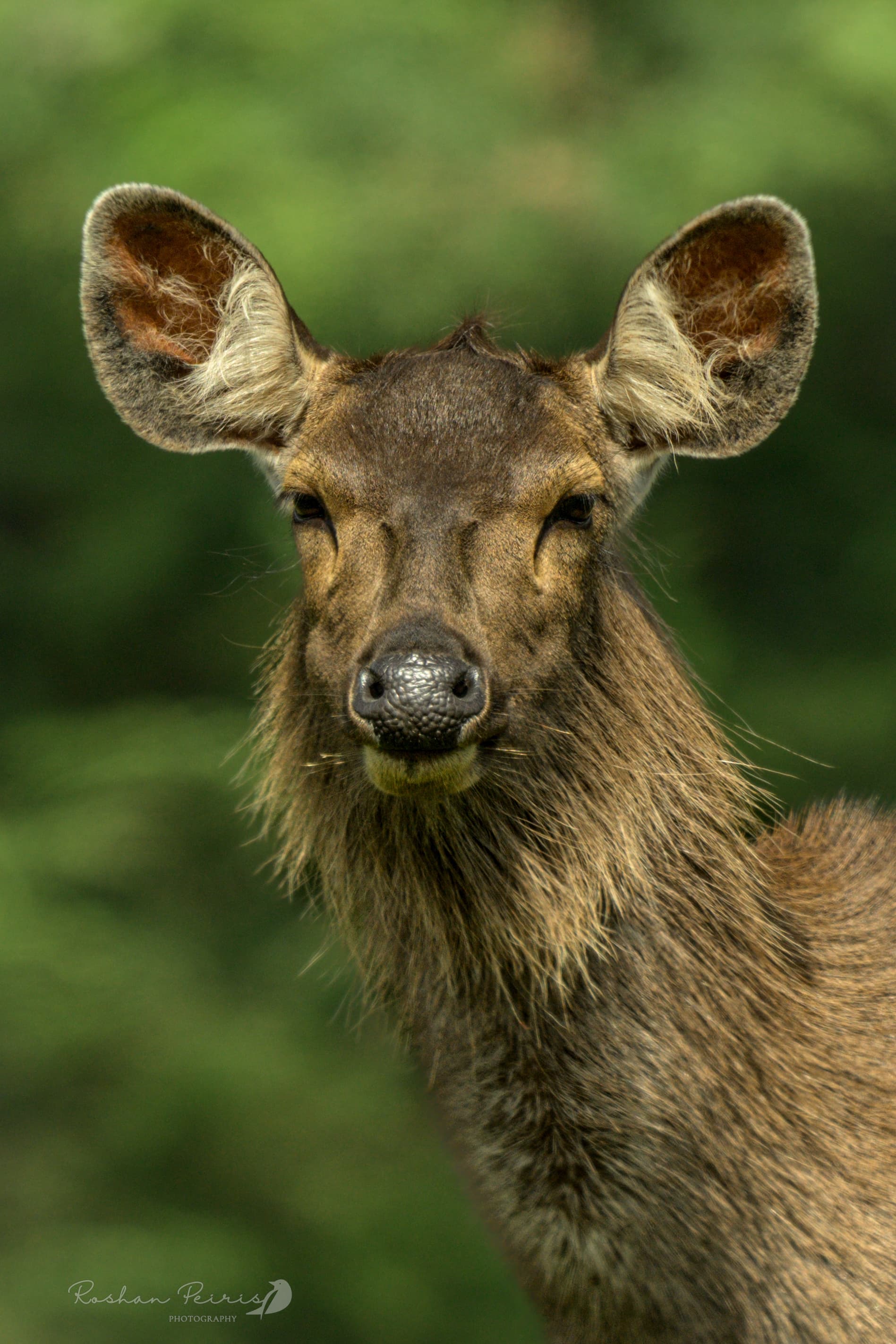 PART 1: The Montane Zone & Cloud Forests (Day 01-04)