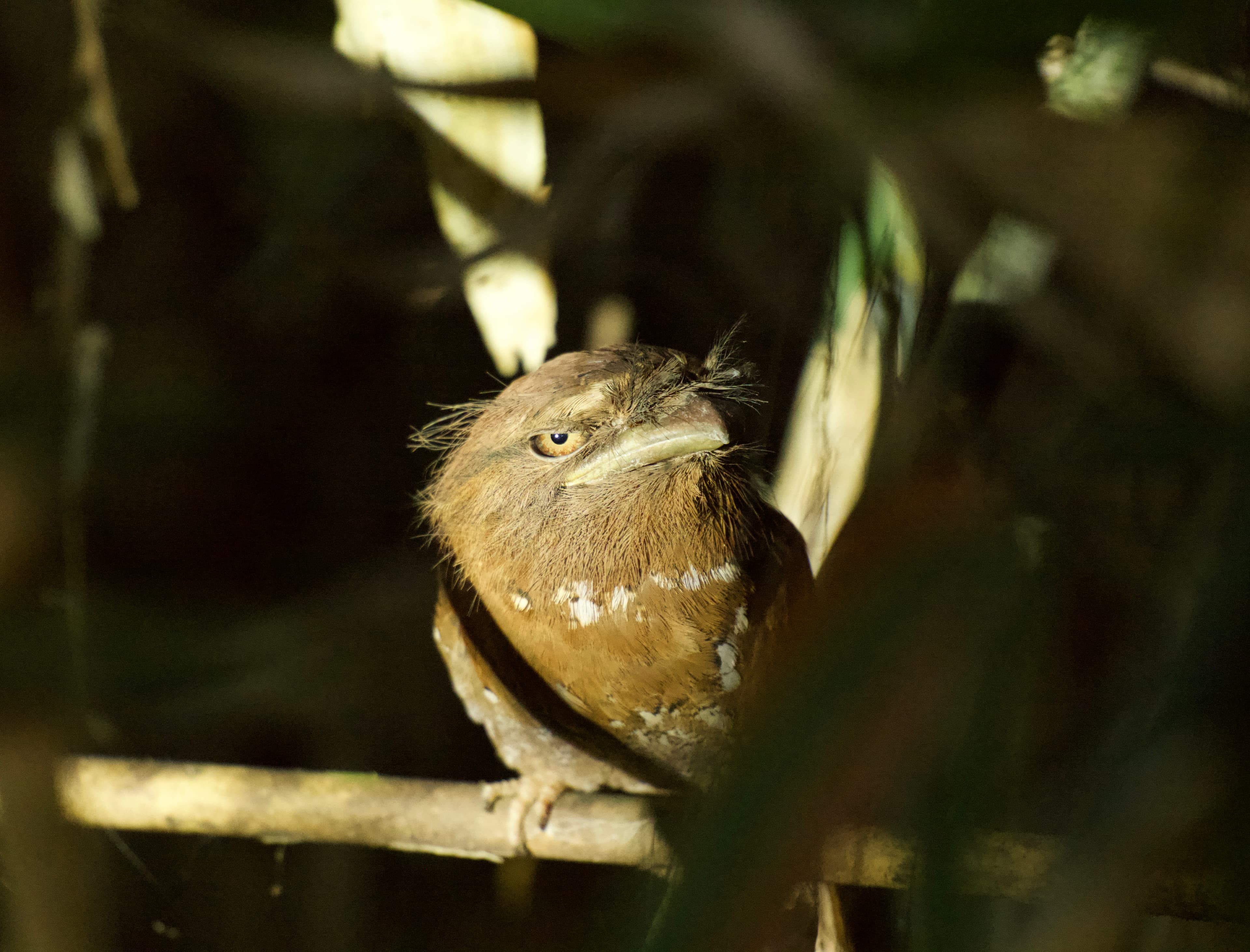 PART 3: The Savannah & Predator Plains (Day 09-14)