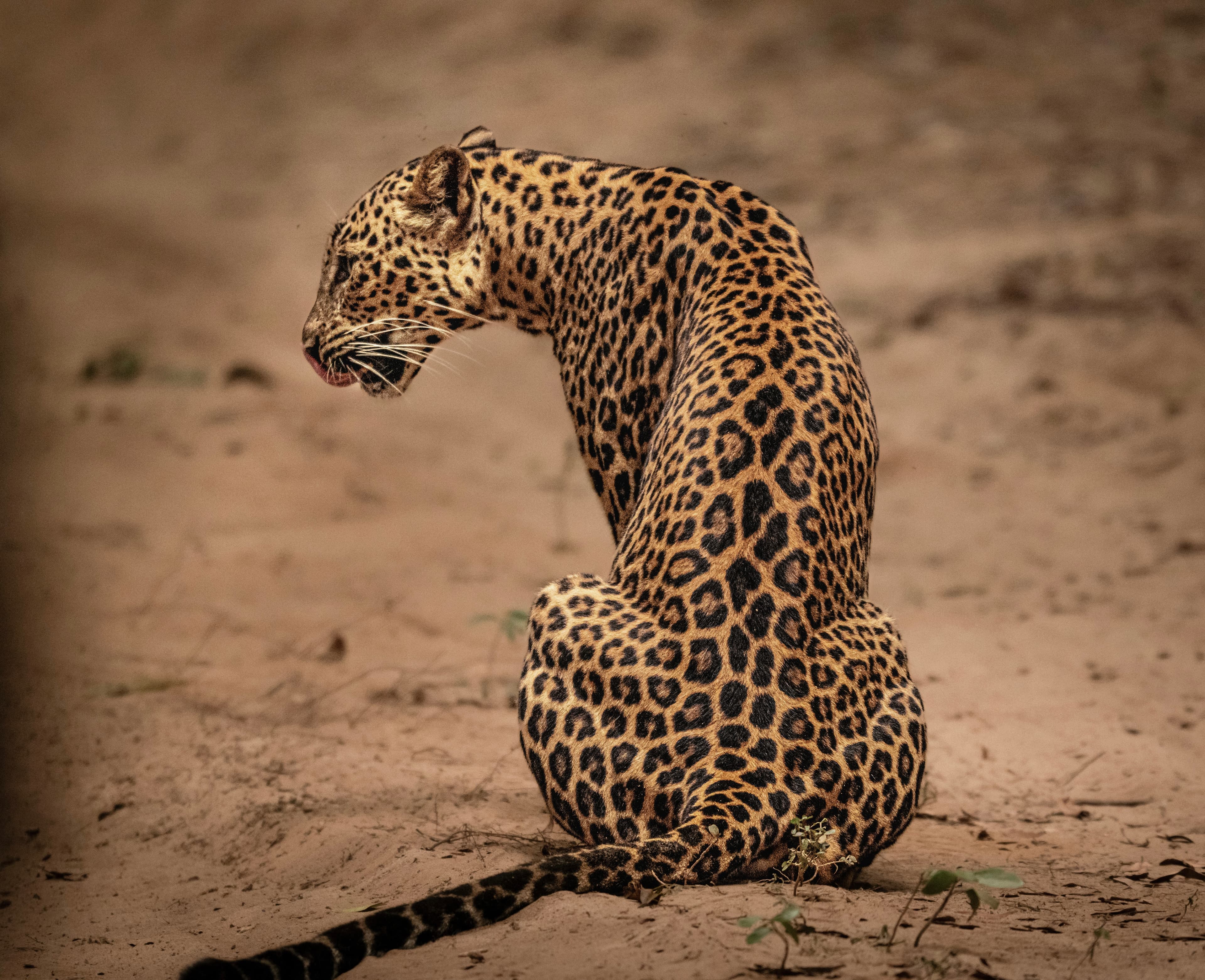 PART 2: The Coastal Wetlands & Remote East (Day 05-08)