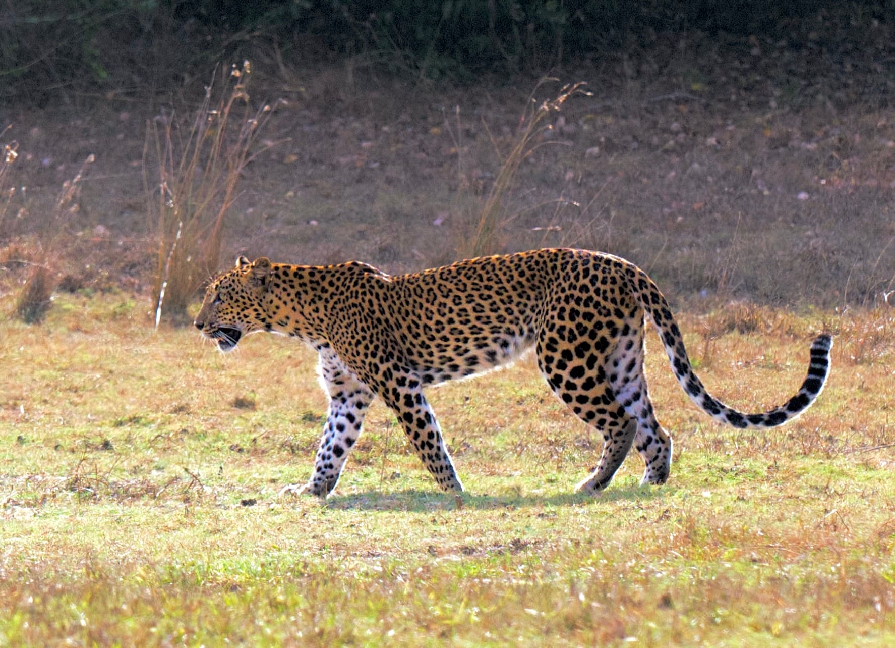 WILPATTU NATIONAL PARK - 4
