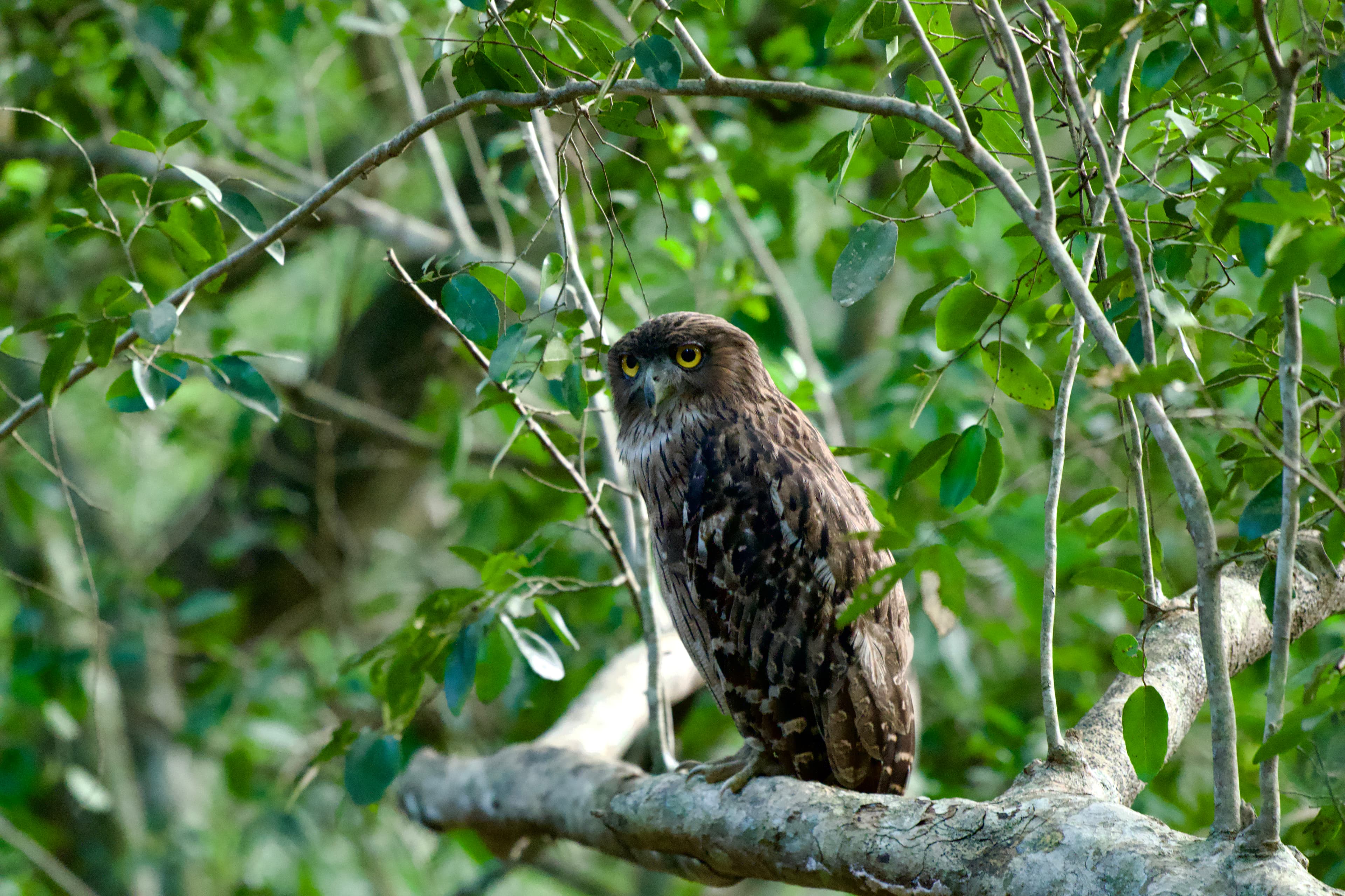WILPATTU NATIONAL PARK - 6