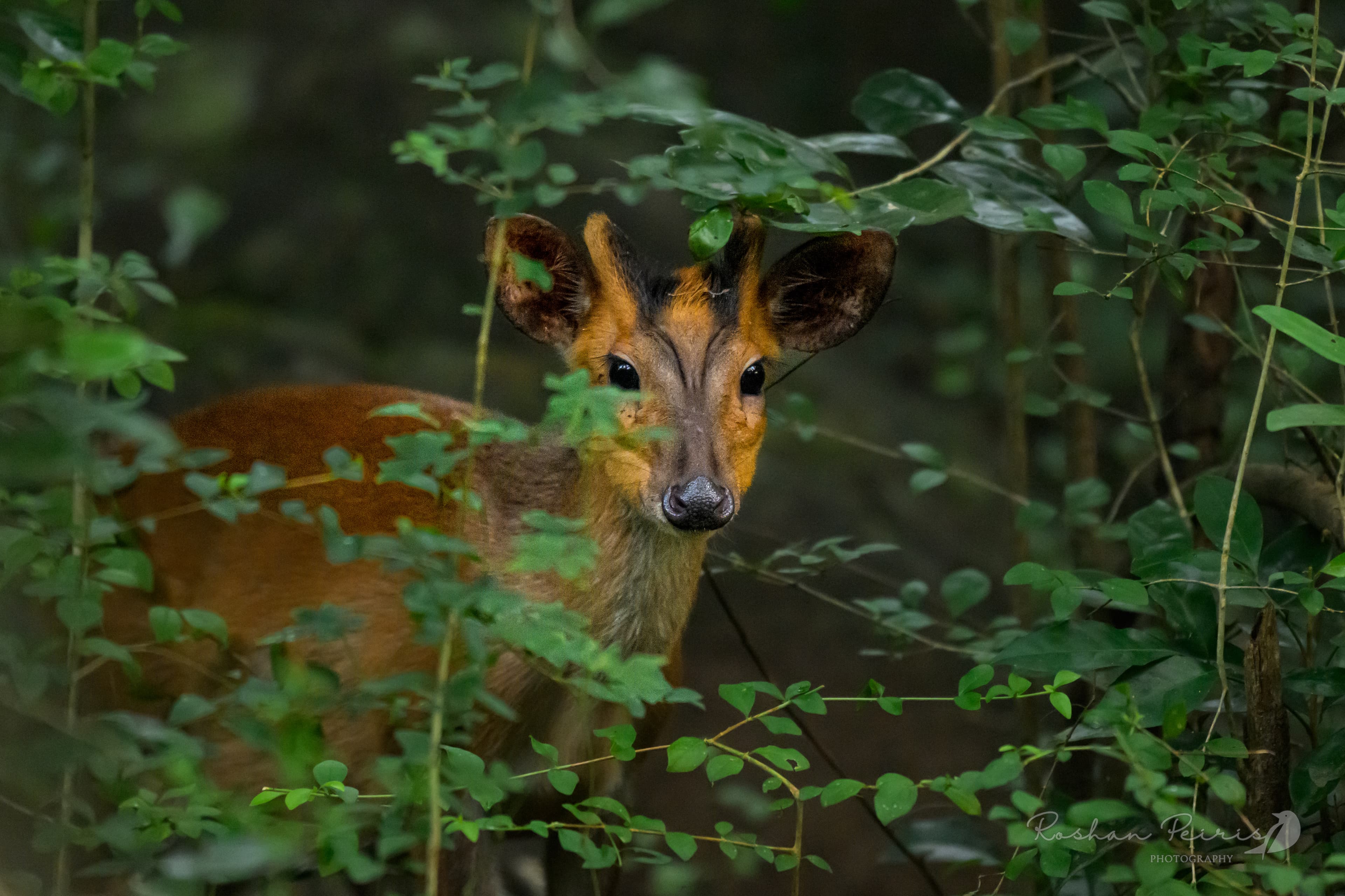 WILPATTU NATIONAL PARK - 5