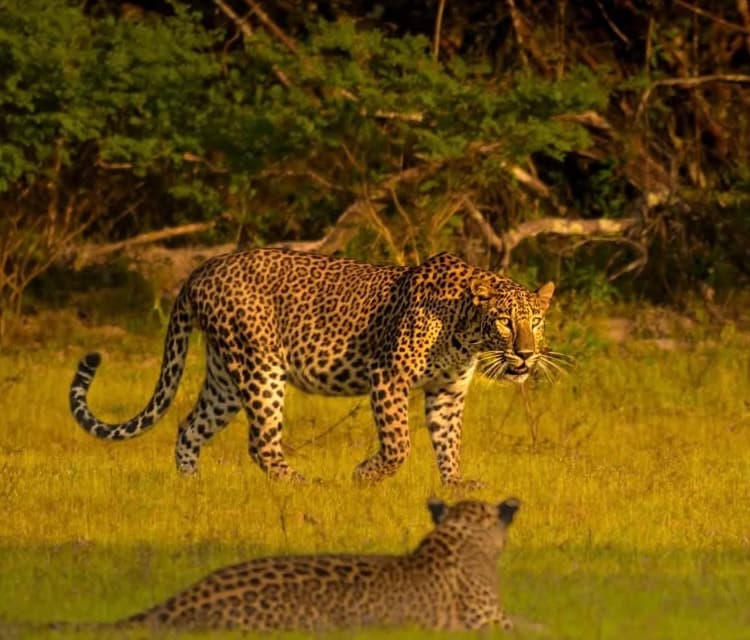 Pulli Trail – The Leopard Odyssey