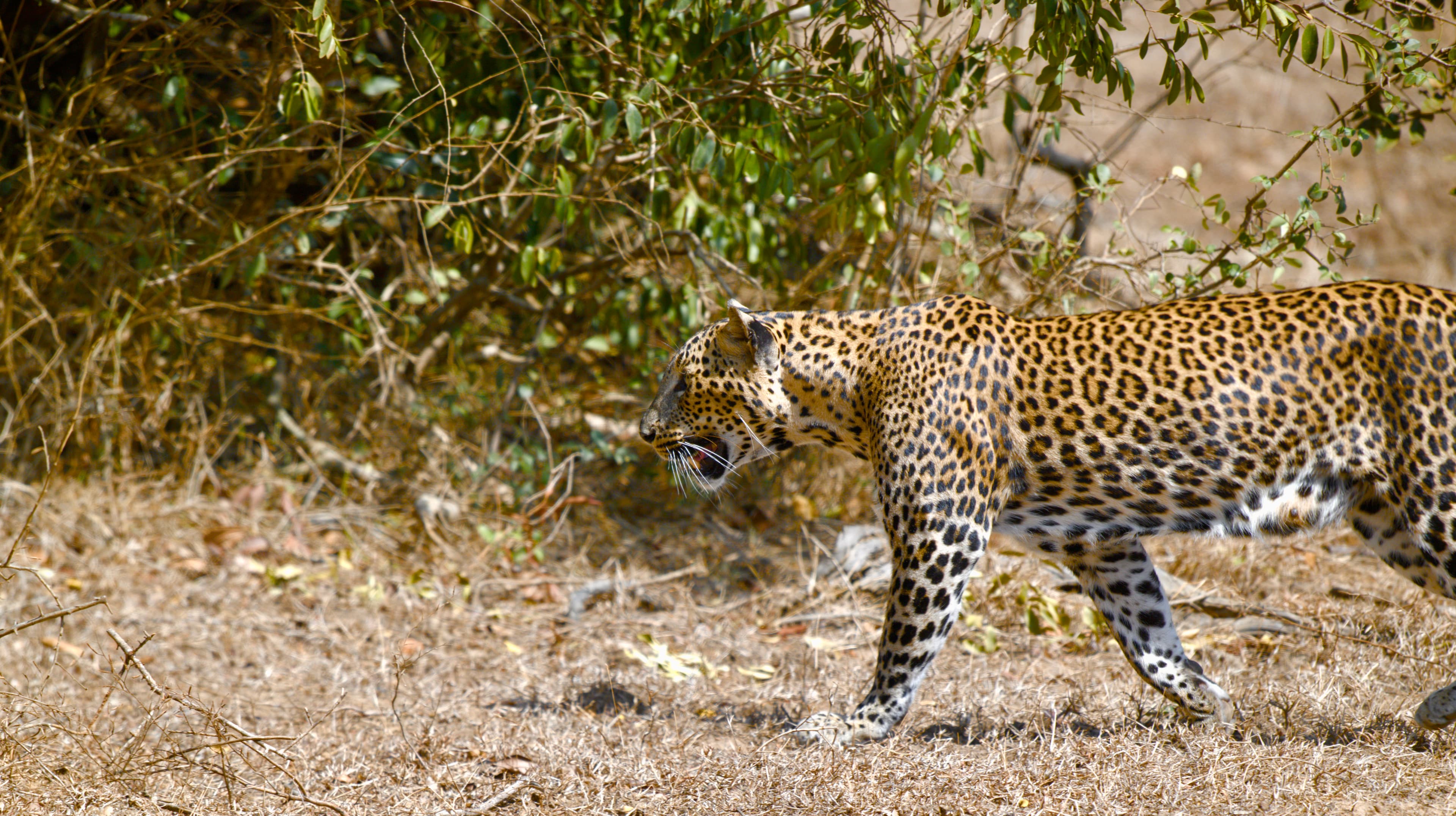 Chasing Shadows: The Leopards of Yala