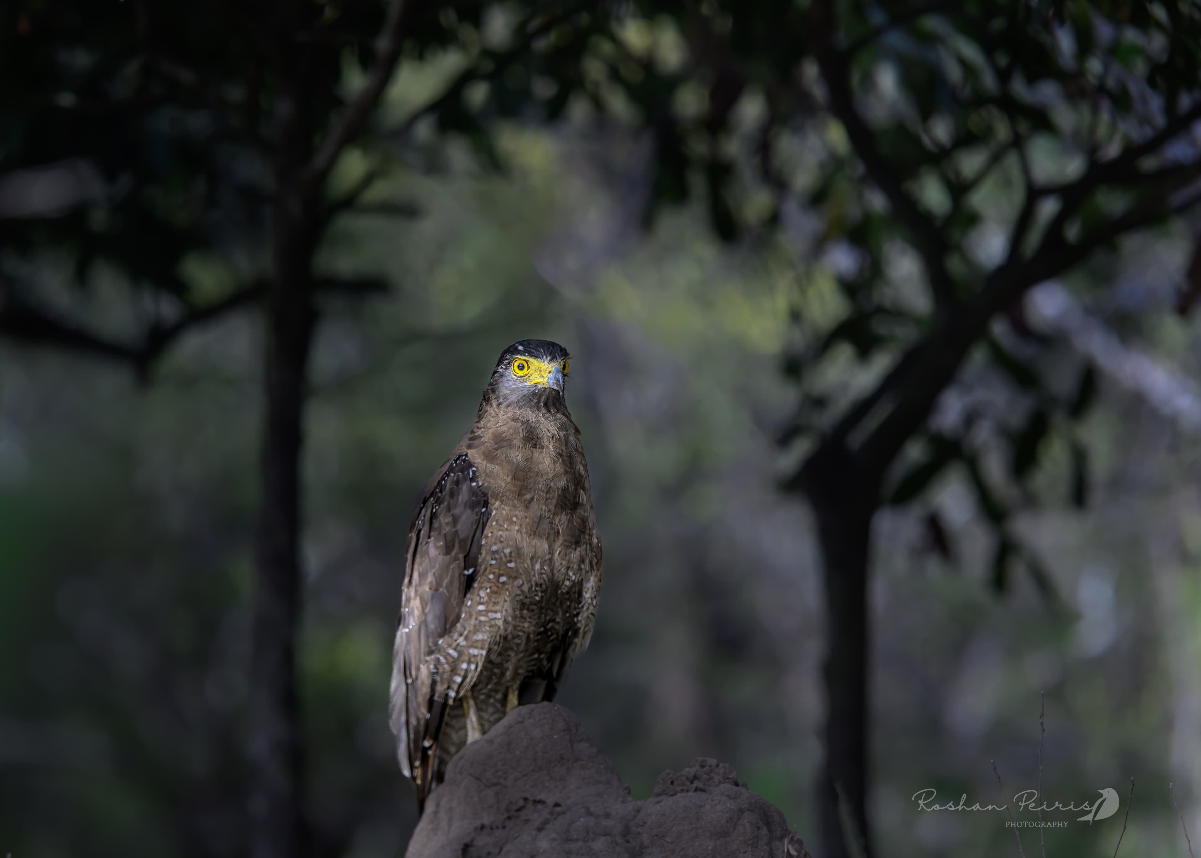YALA NATIONAL PARK - 5