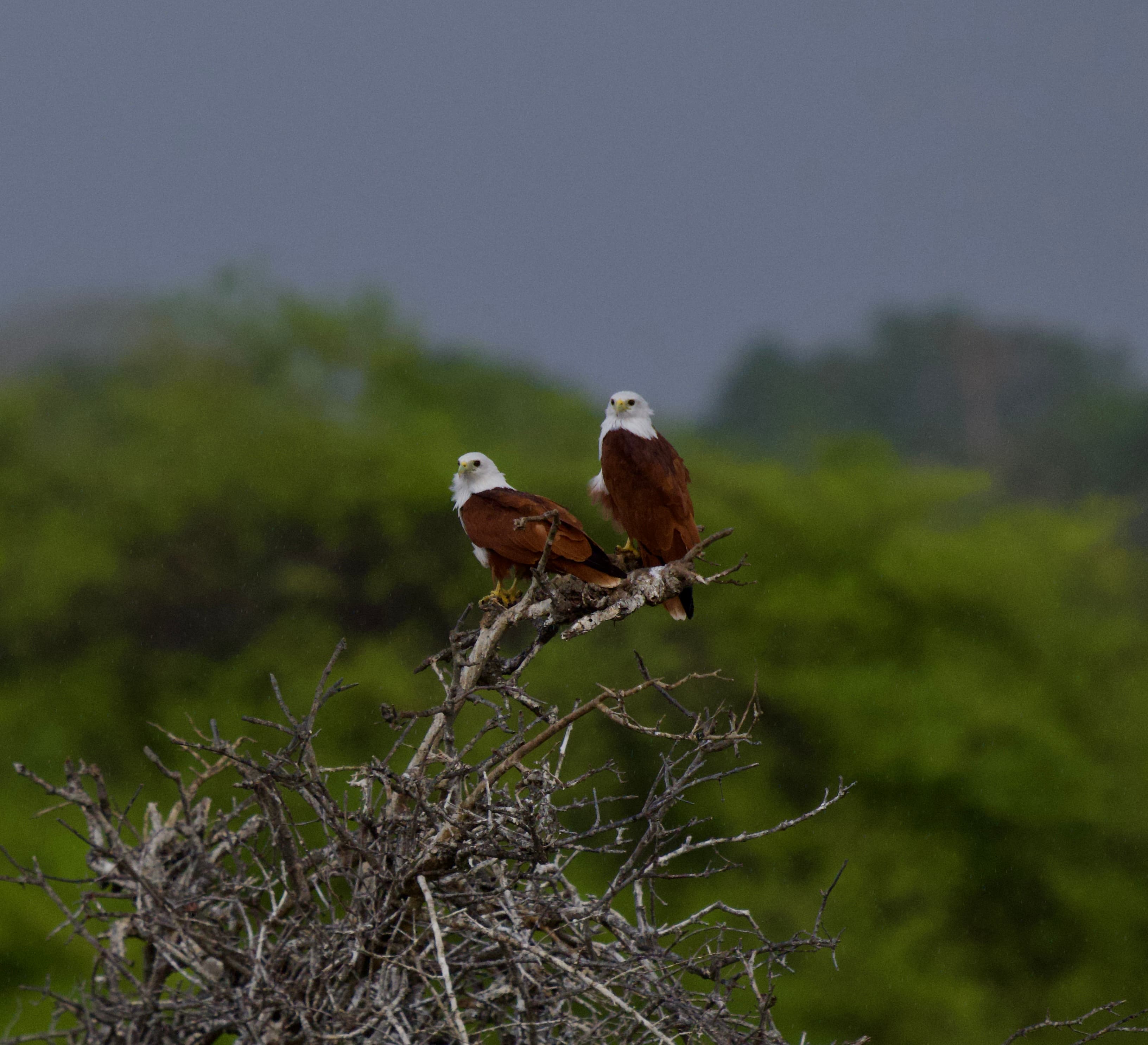 YALA NATIONAL PARK - 6