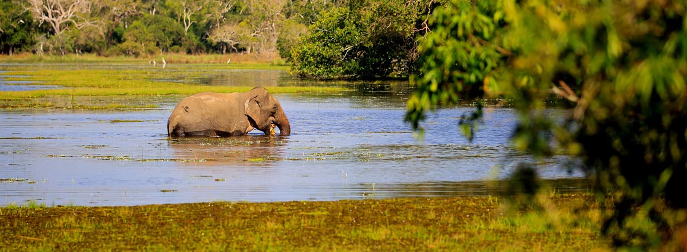Sri Lanka National Parks