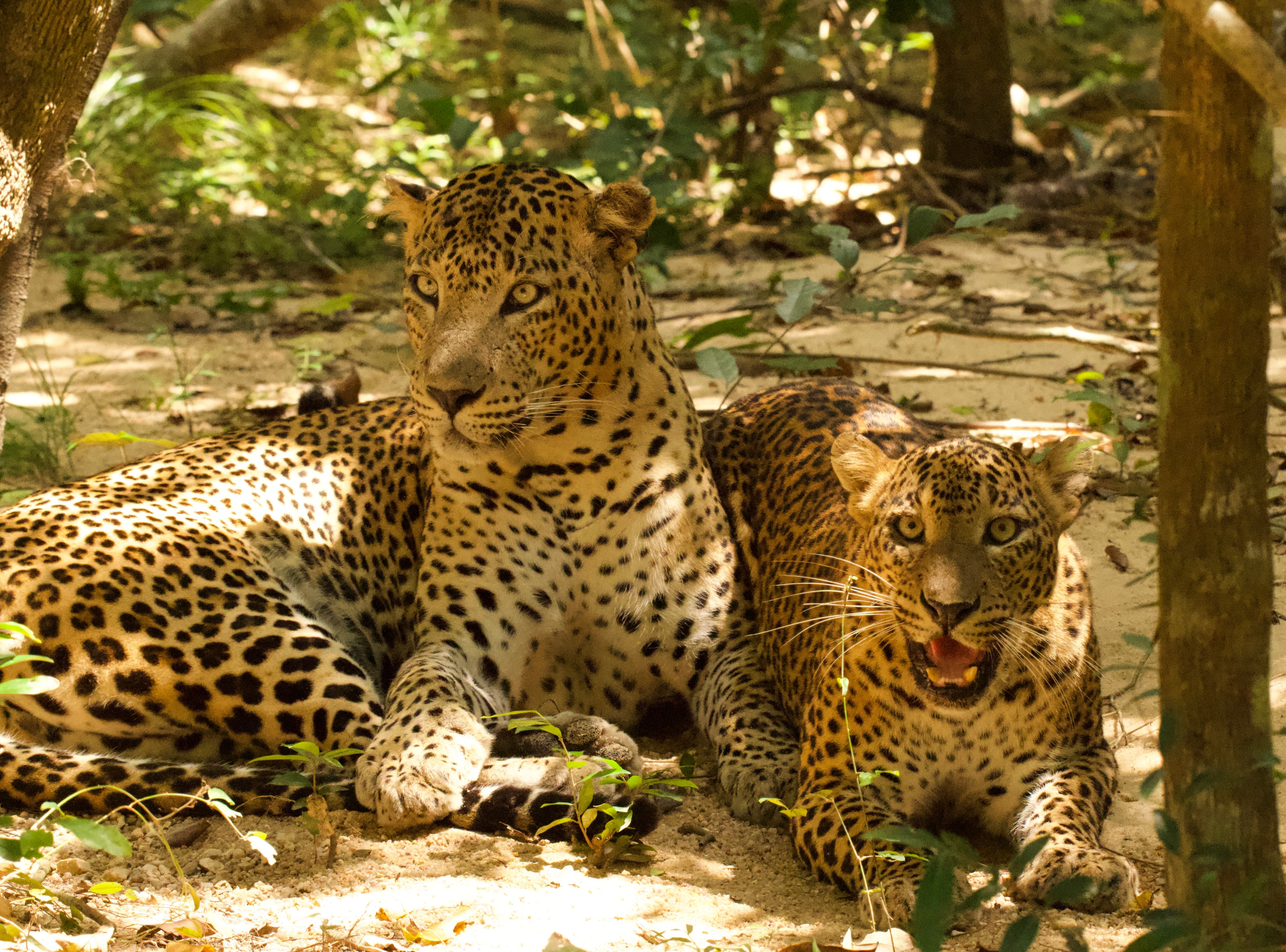 KUMANA NATIONAL PARK