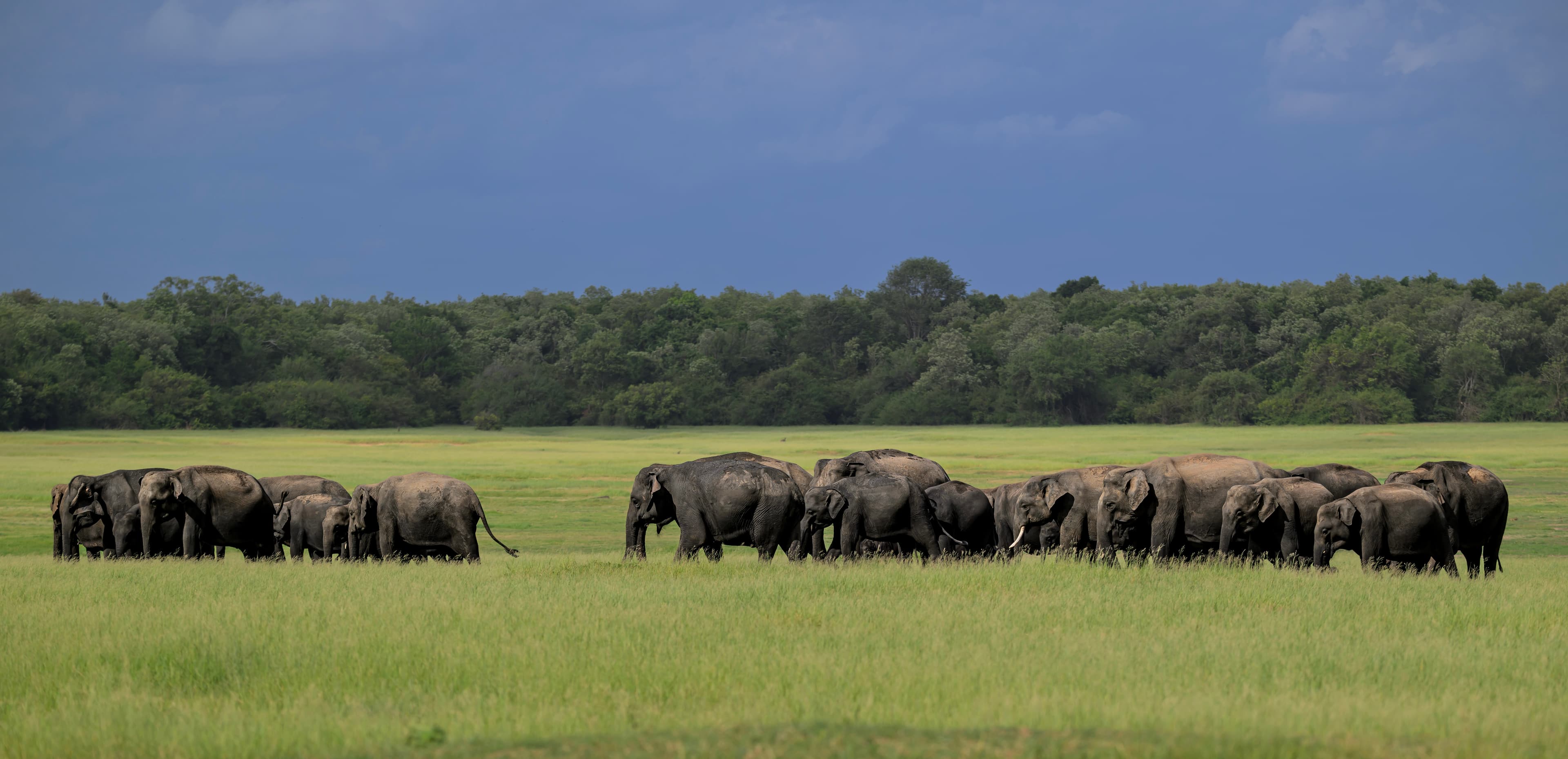 MINNERIYA – KAUDULLA - 2