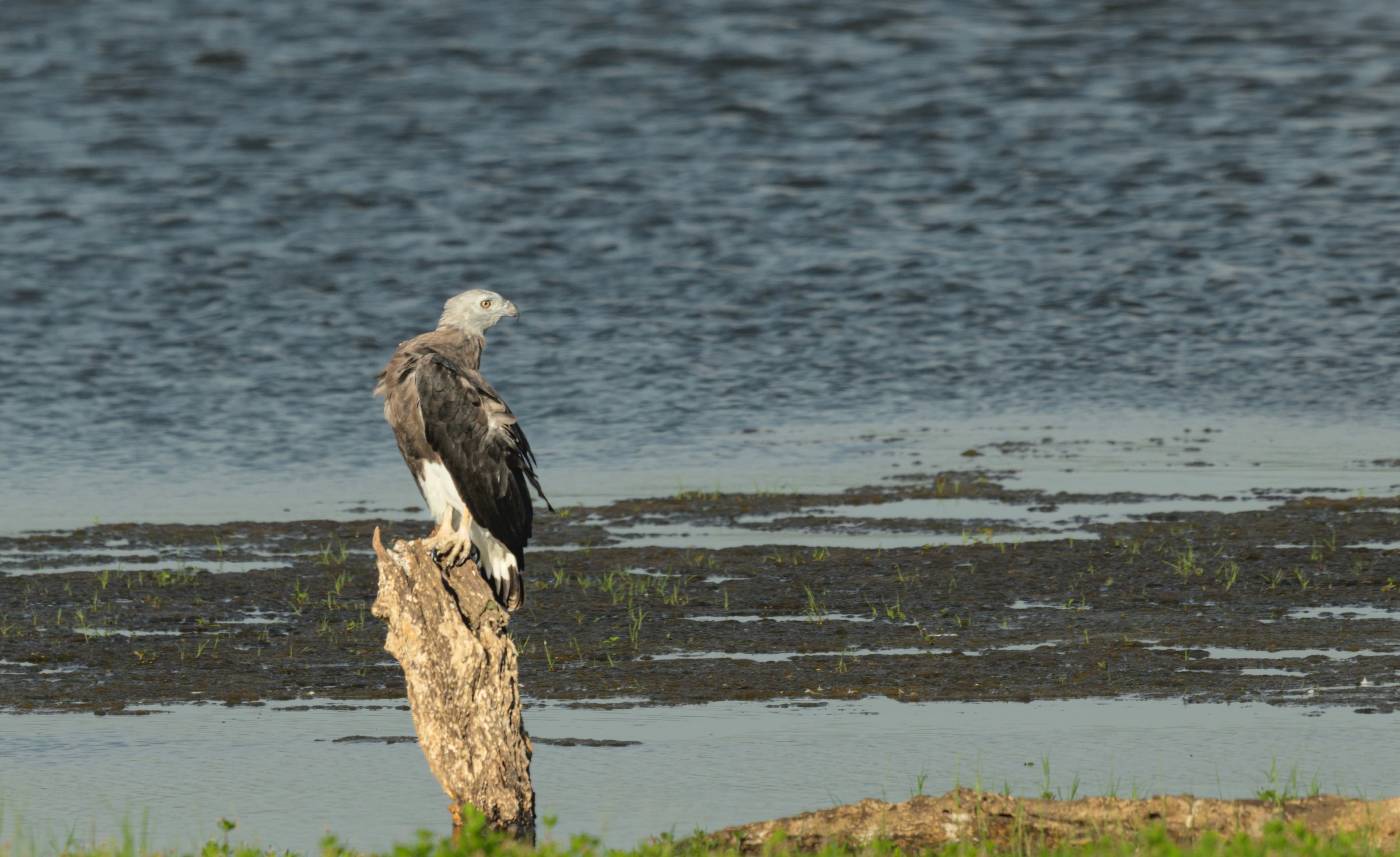 MINNERIYA – KAUDULLA - 5