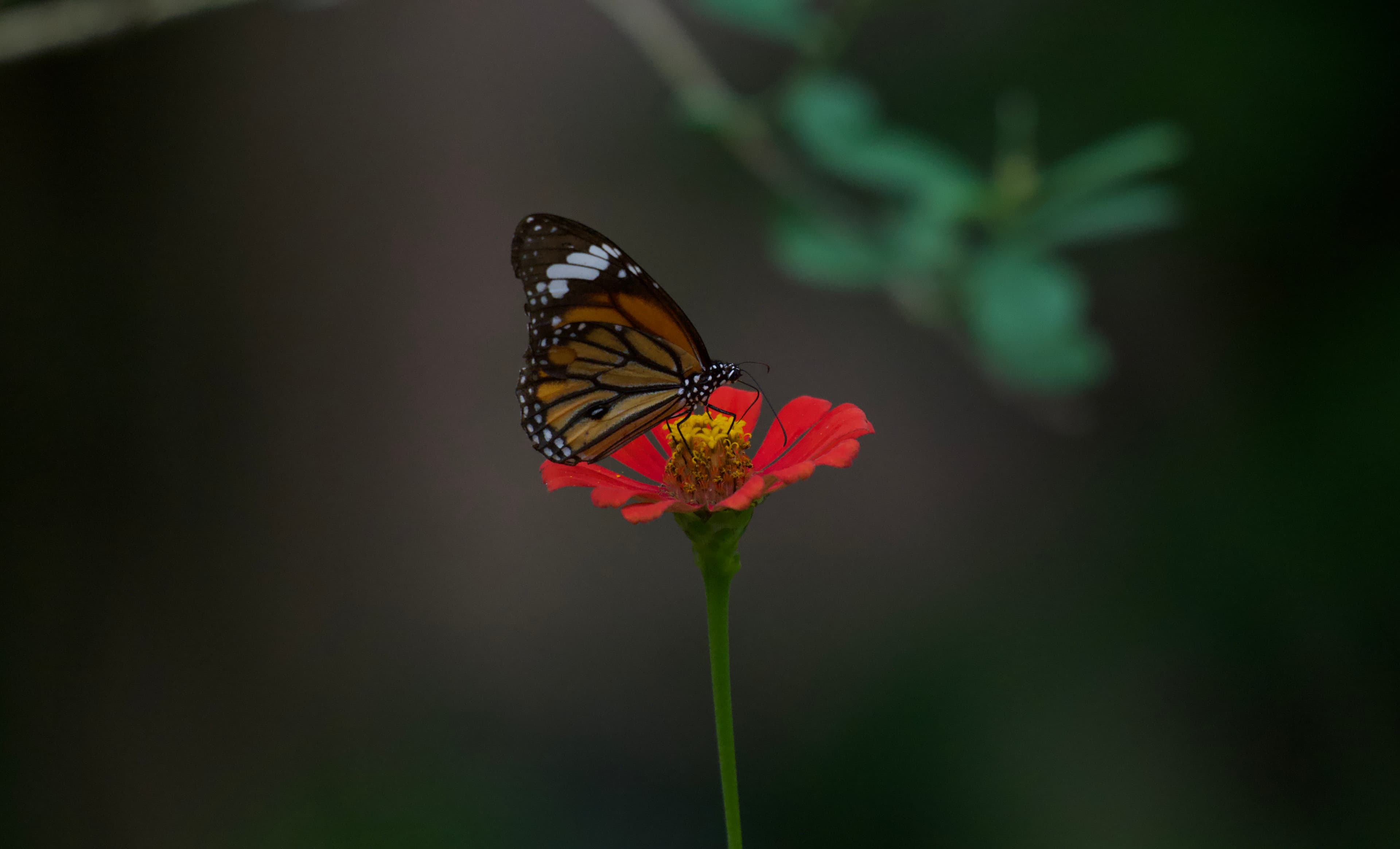 MINNERIYA – KAUDULLA - 4