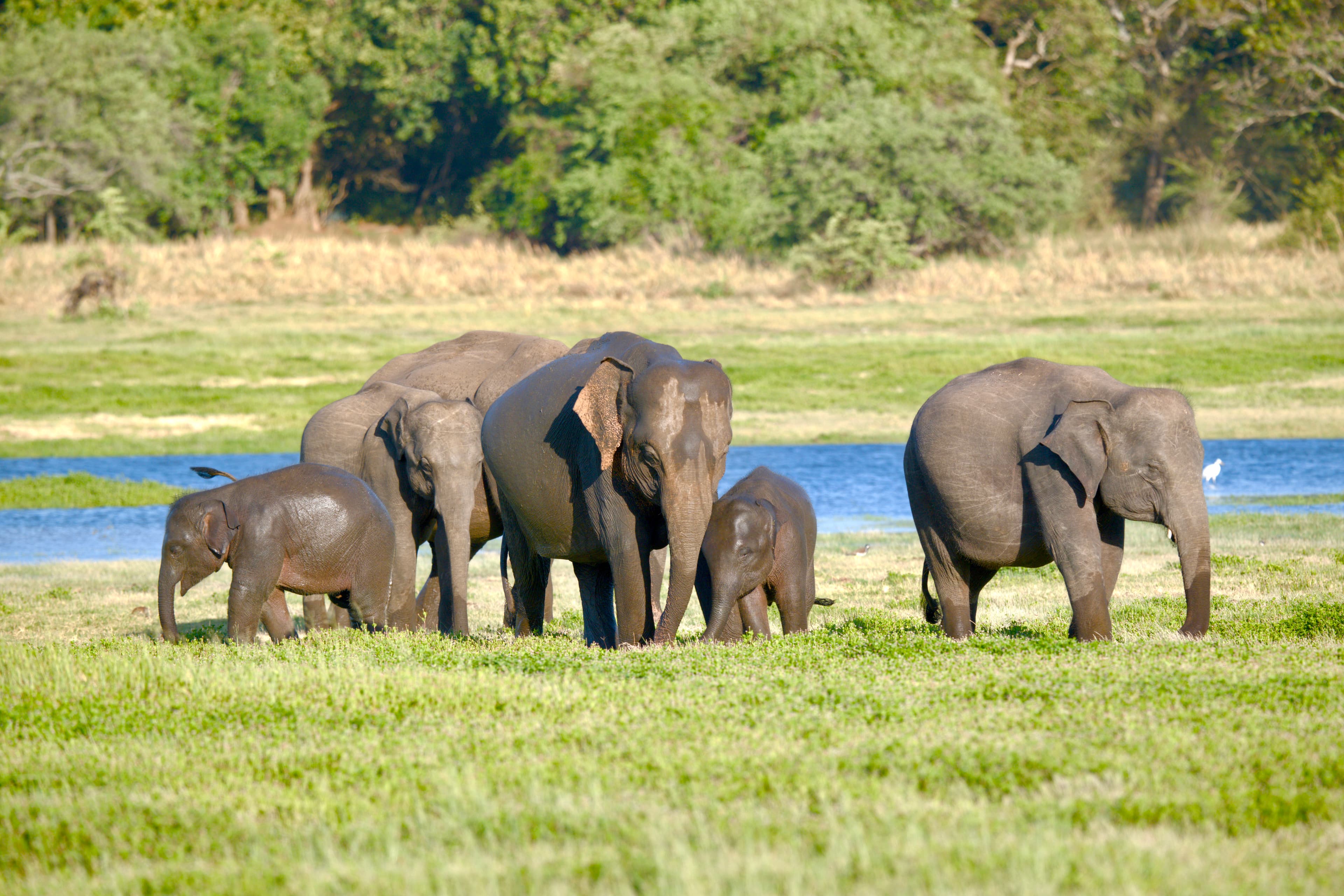 MINNERIYA NATIONAL PARK - 1