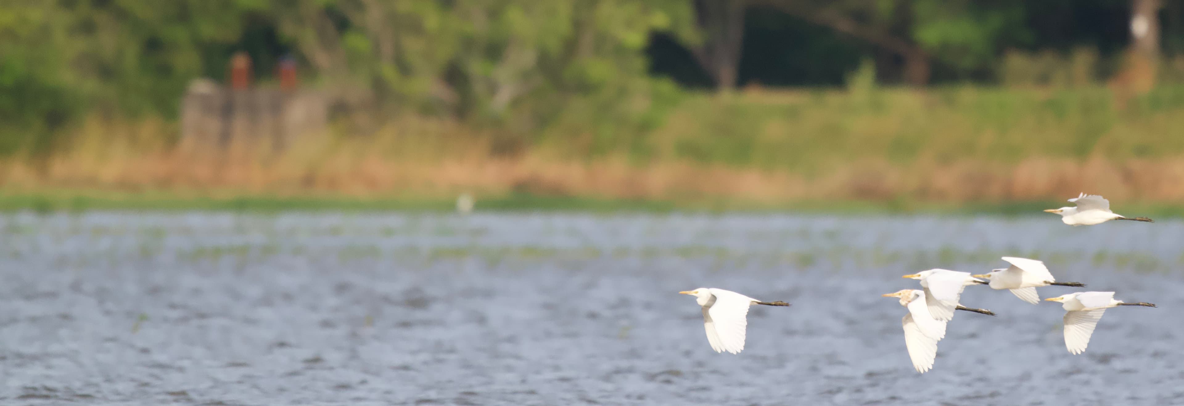 MINNERIYA – KAUDULLA