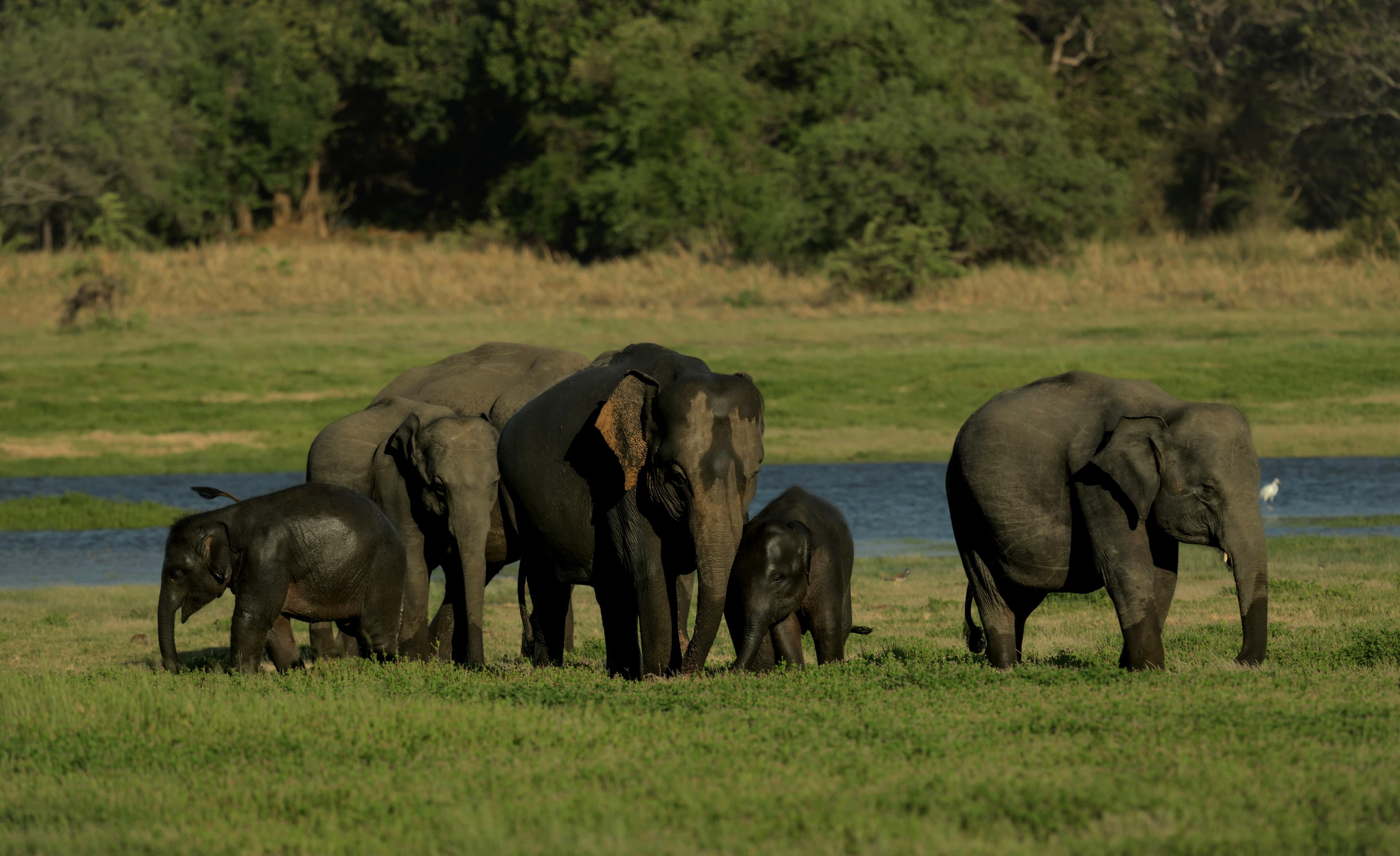 MINNERIYA – KAUDULLA