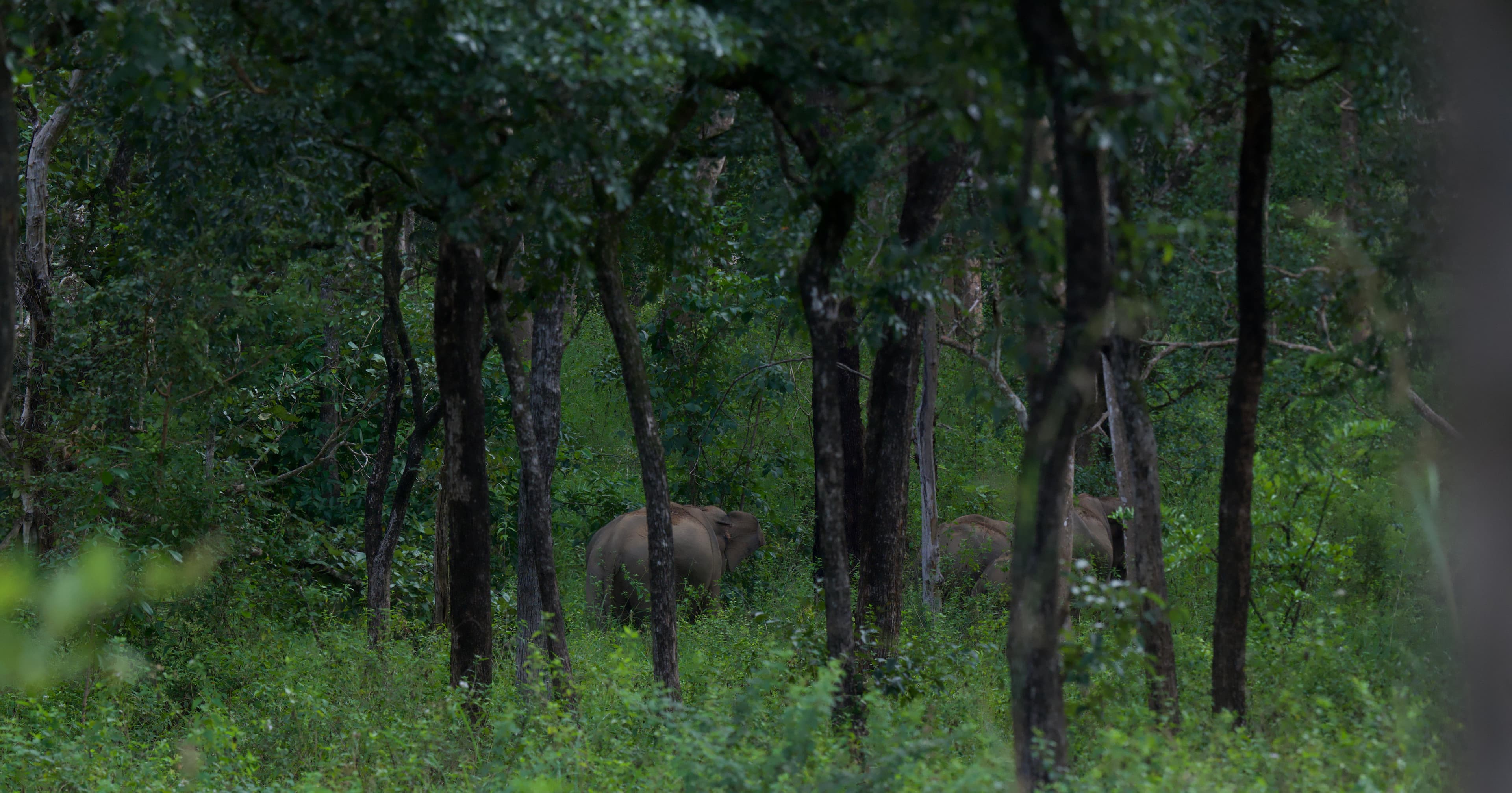 NILGALA FOREST RESERVE