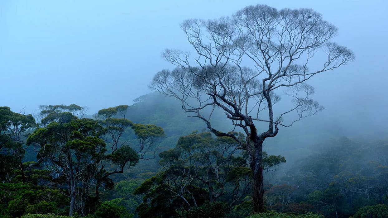 SINHARAJA RAIN FOREST RESERVE