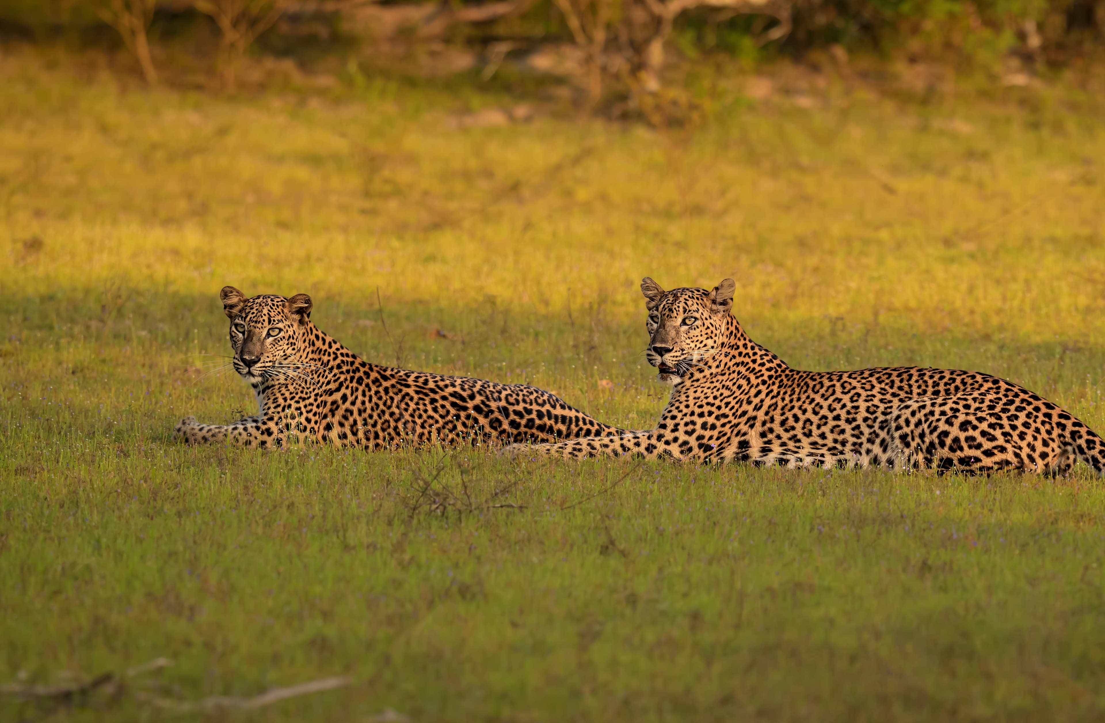 WILPATTU NATIONAL PARK