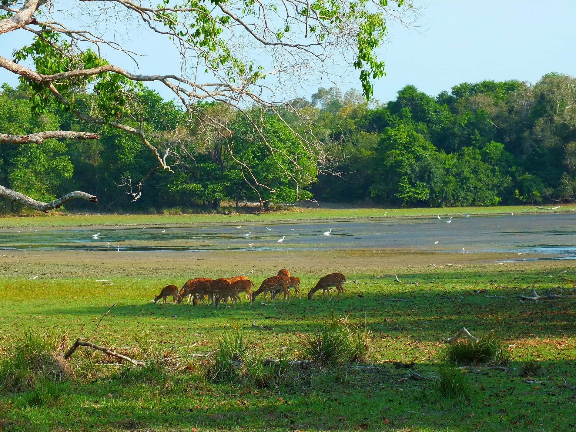 WILPATTU NATIONAL PARK