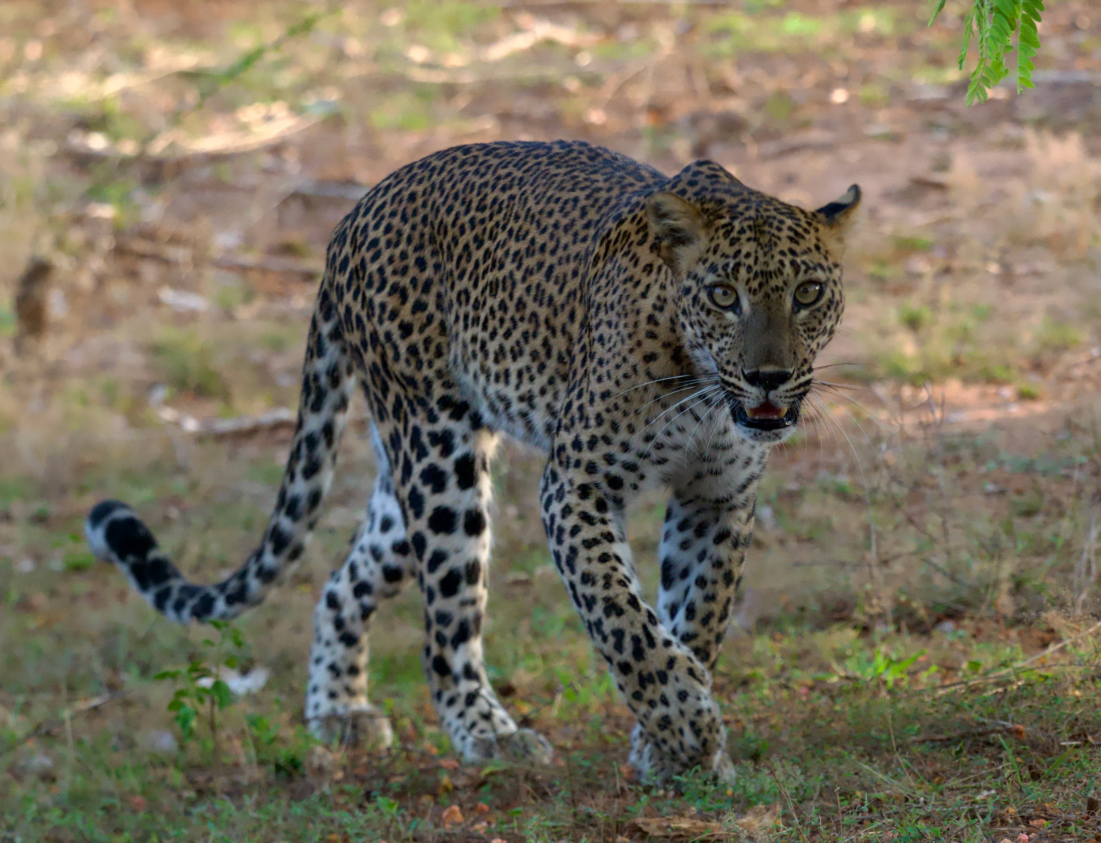 YALA NATIONAL PARK
